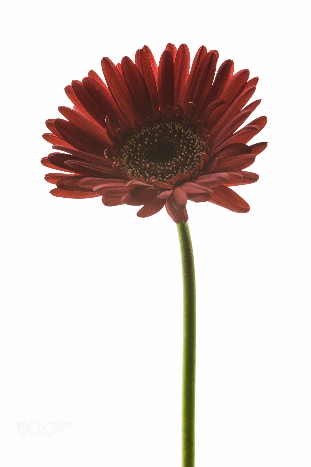 Sony a7 + Sigma 30mm F1.4 EX DC HSM sample photo. Floral dreams gerbera photography