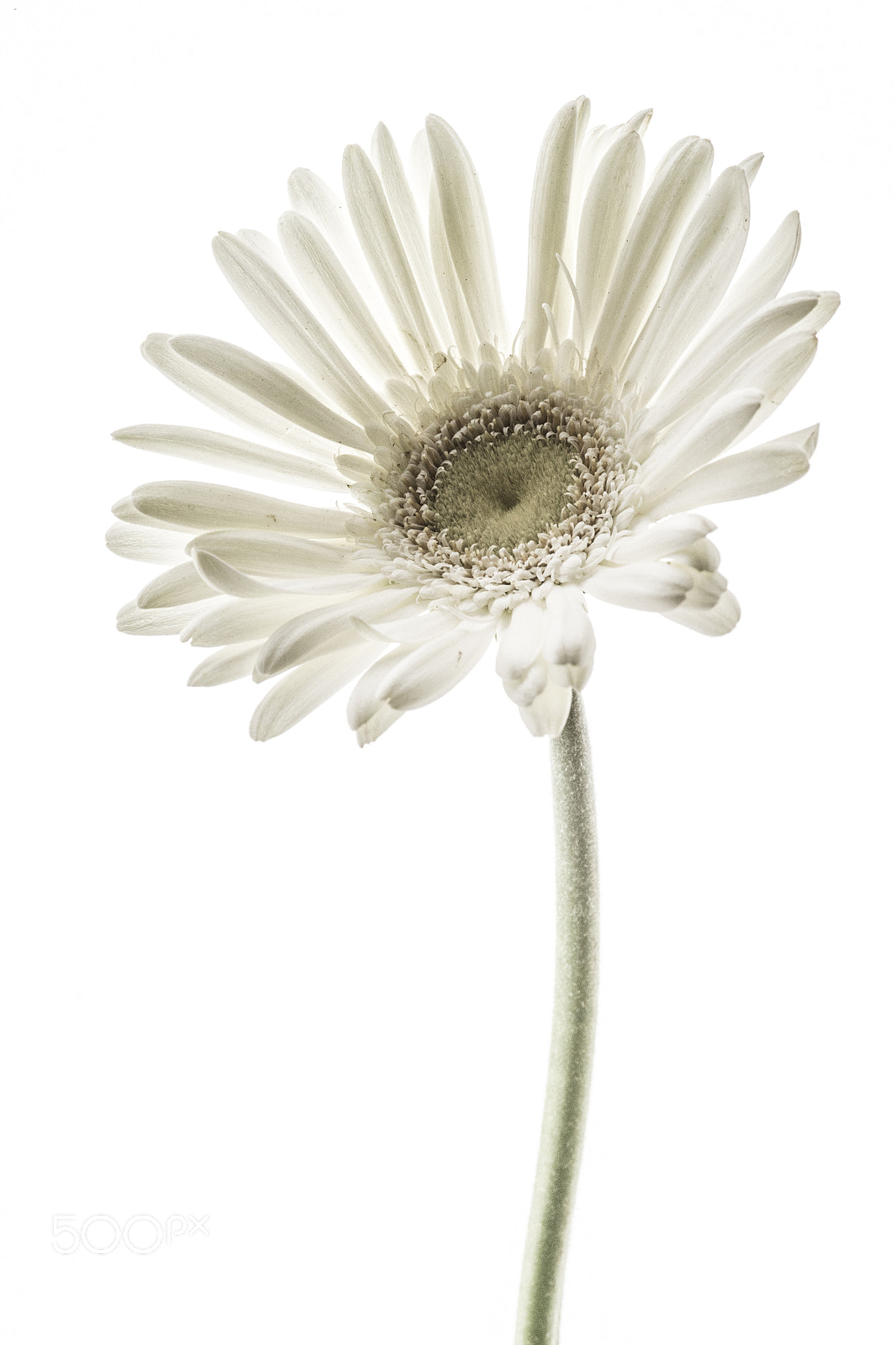 Sigma 30mm F1.4 EX DC HSM sample photo. Floral dreams gerbera photography
