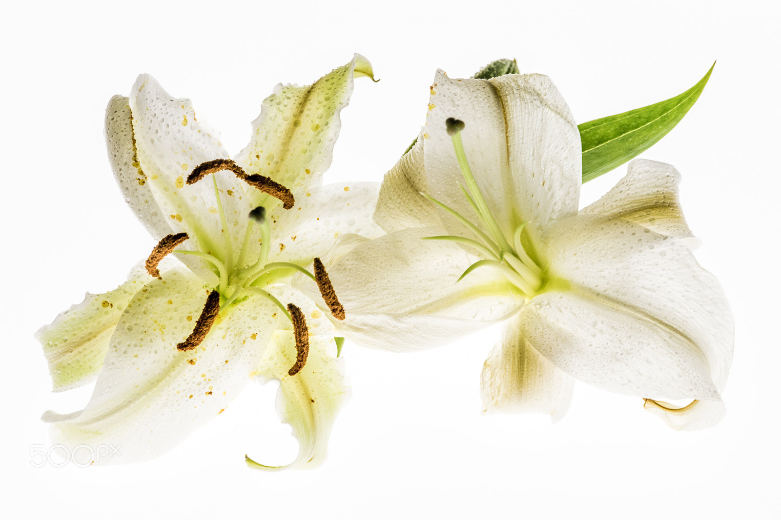 Sony a7 + Sigma 30mm F1.4 EX DC HSM sample photo. Floral dreams white lilly photography