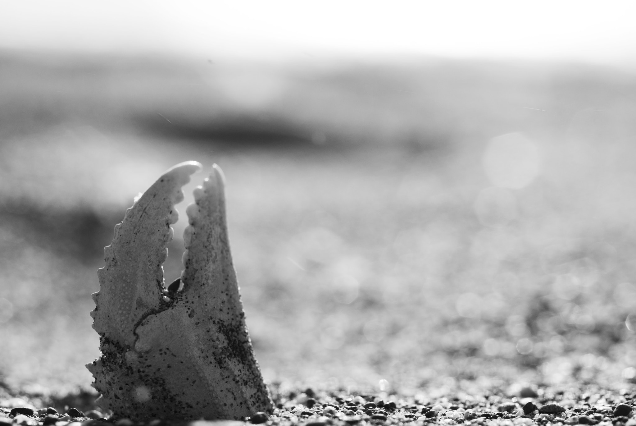 MACRO 50mm F2.8 sample photo. Me gusta regresarme del olvido / i like me back fr photography