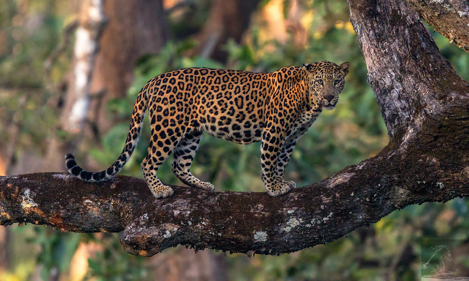 Canon EF 600mm F4L IS II USM sample photo. Kabini 31 photography