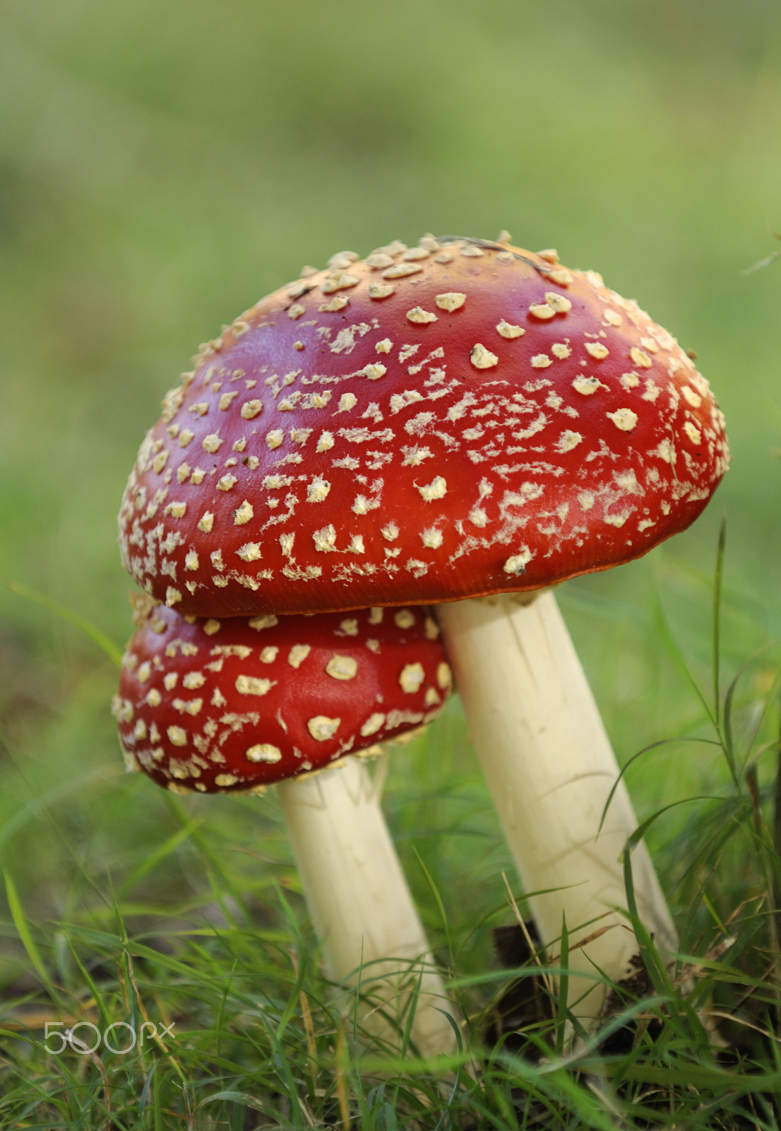 Nikon D2X sample photo. Amanita muscaria mushroom photography
