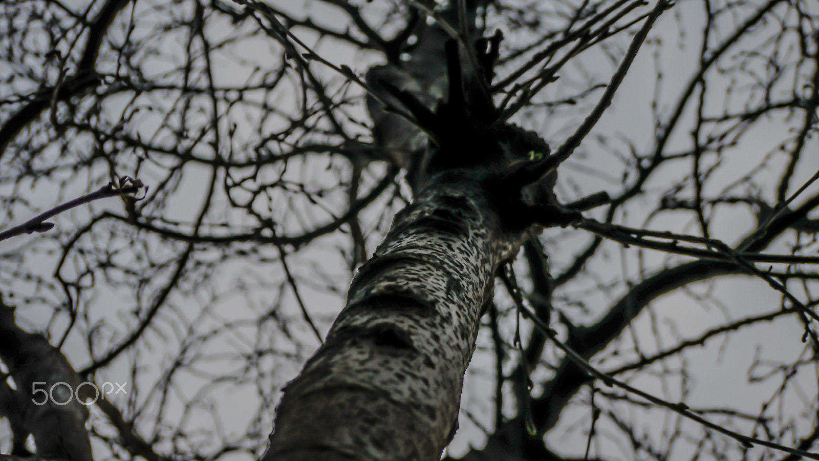 Panasonic Lumix G Vario 45-200mm F4-5.6 OIS sample photo. The dead tree of winter. photography