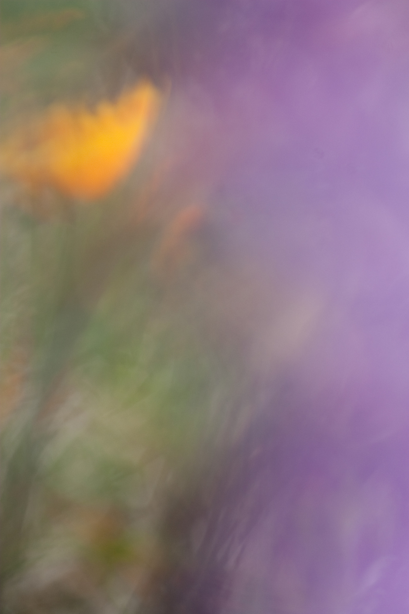 Canon EOS 30D + Canon EF 70-300mm F4-5.6 IS USM sample photo. Poppy and lupine abstract photography