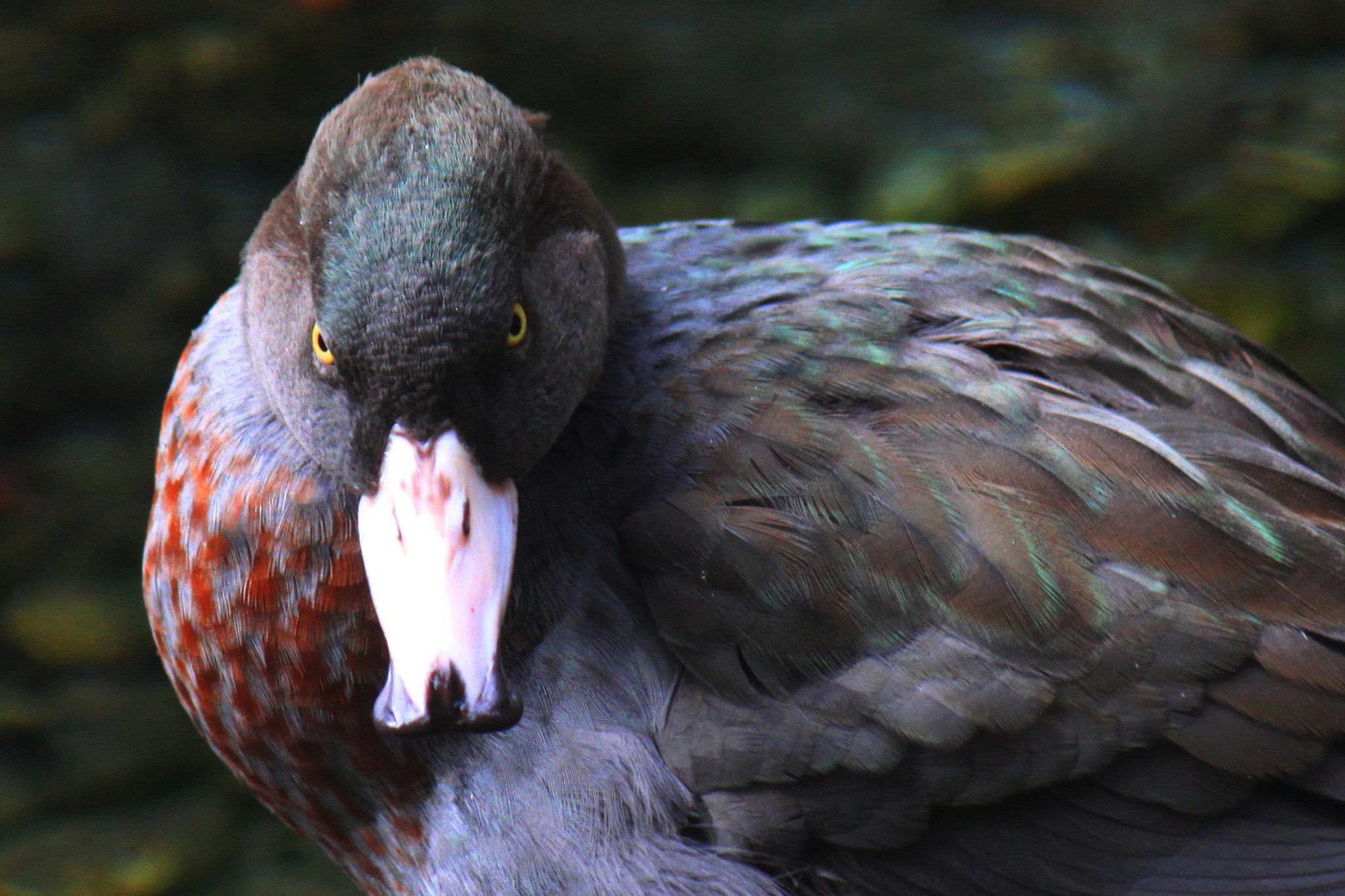Canon EF-S 55-250mm F4-5.6 IS sample photo. Whio blue duck photography