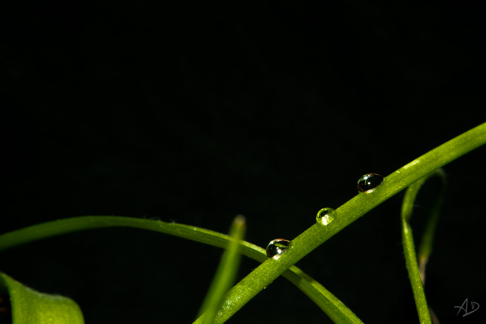 Samsung NX 20-50mm F3.5-5.6 ED sample photo. Three drops photography