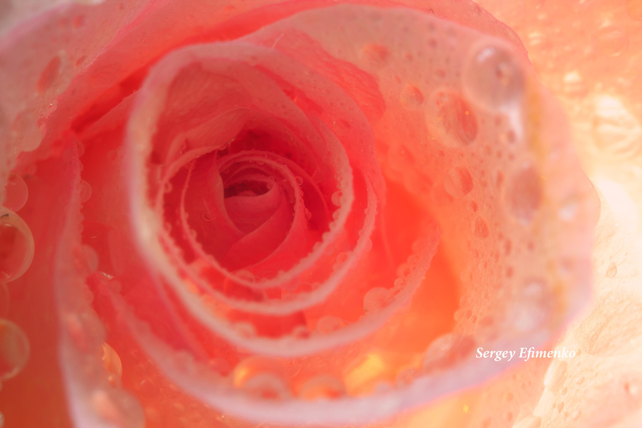 Sigma 105mm F2.8 EX DG OS HSM sample photo. Rose with drops photography