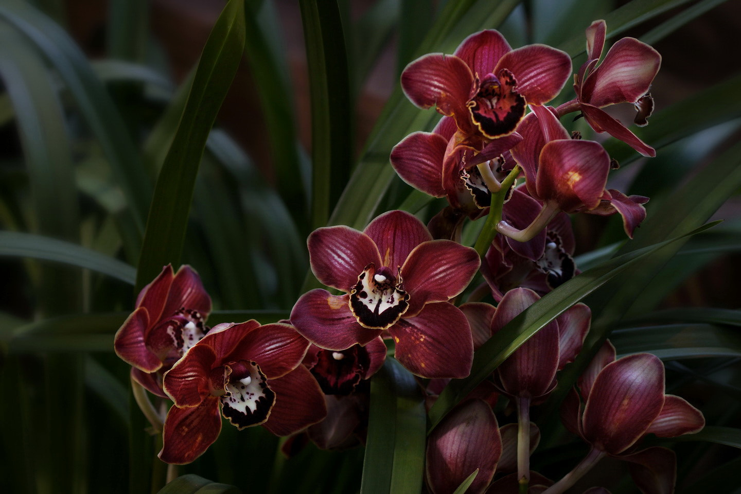 Sony ILCA-77M2 + 90mm F2.8 Macro SSM sample photo. Орхидеи photography