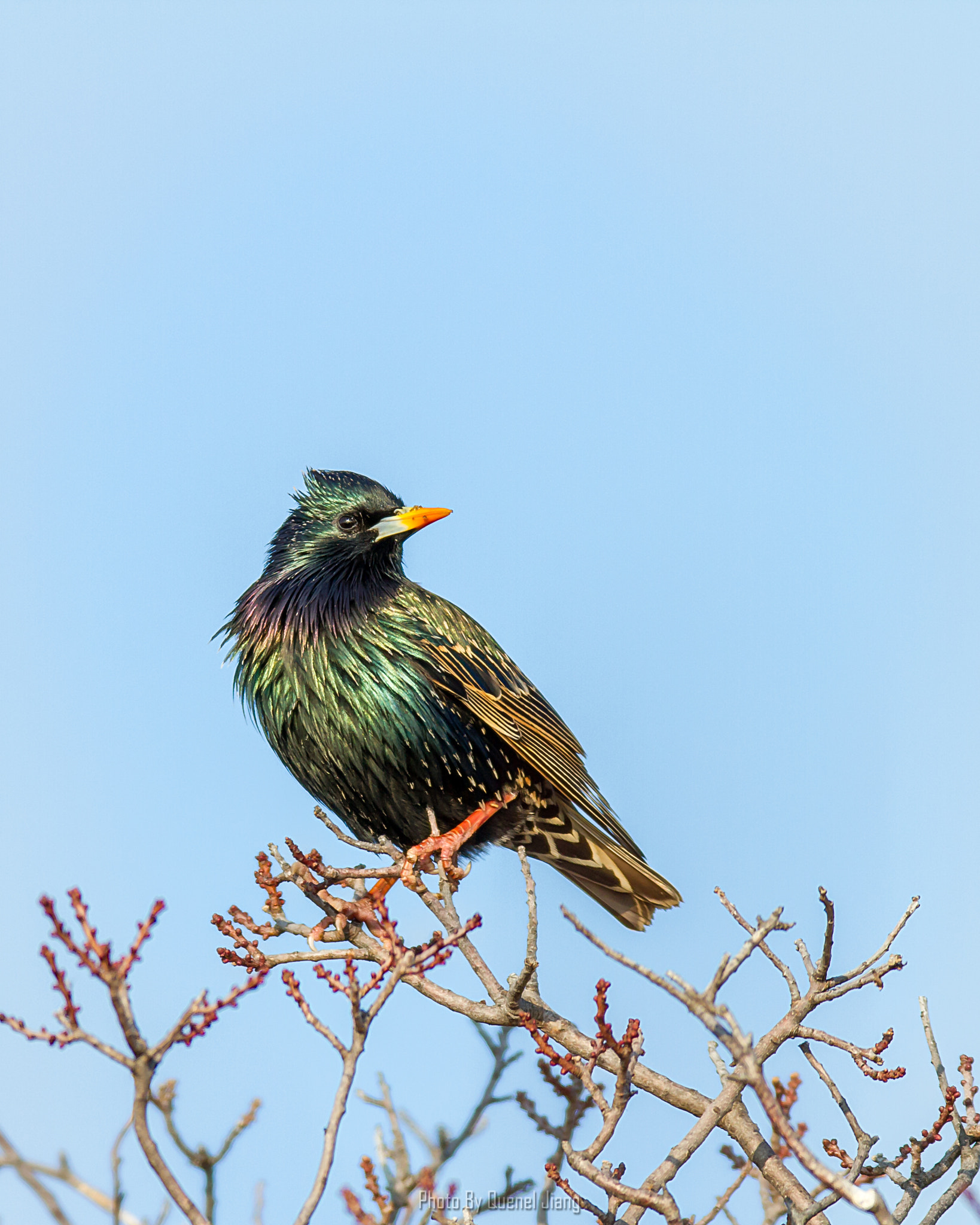 Canon EOS 7D + Canon EF 600mm f/4L IS sample photo. European starling photography