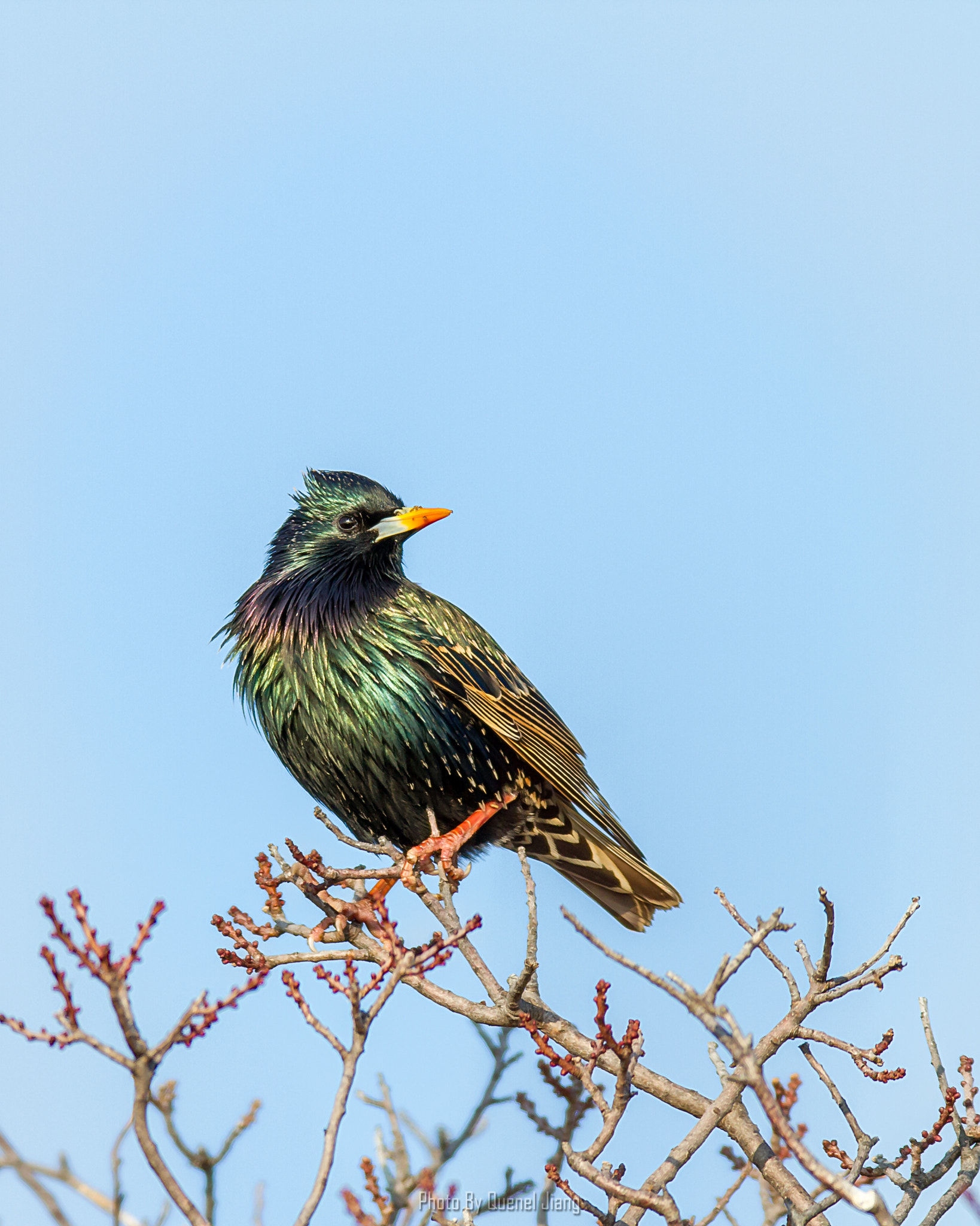 Canon EF 600mm f/4L IS sample photo. European starling photography