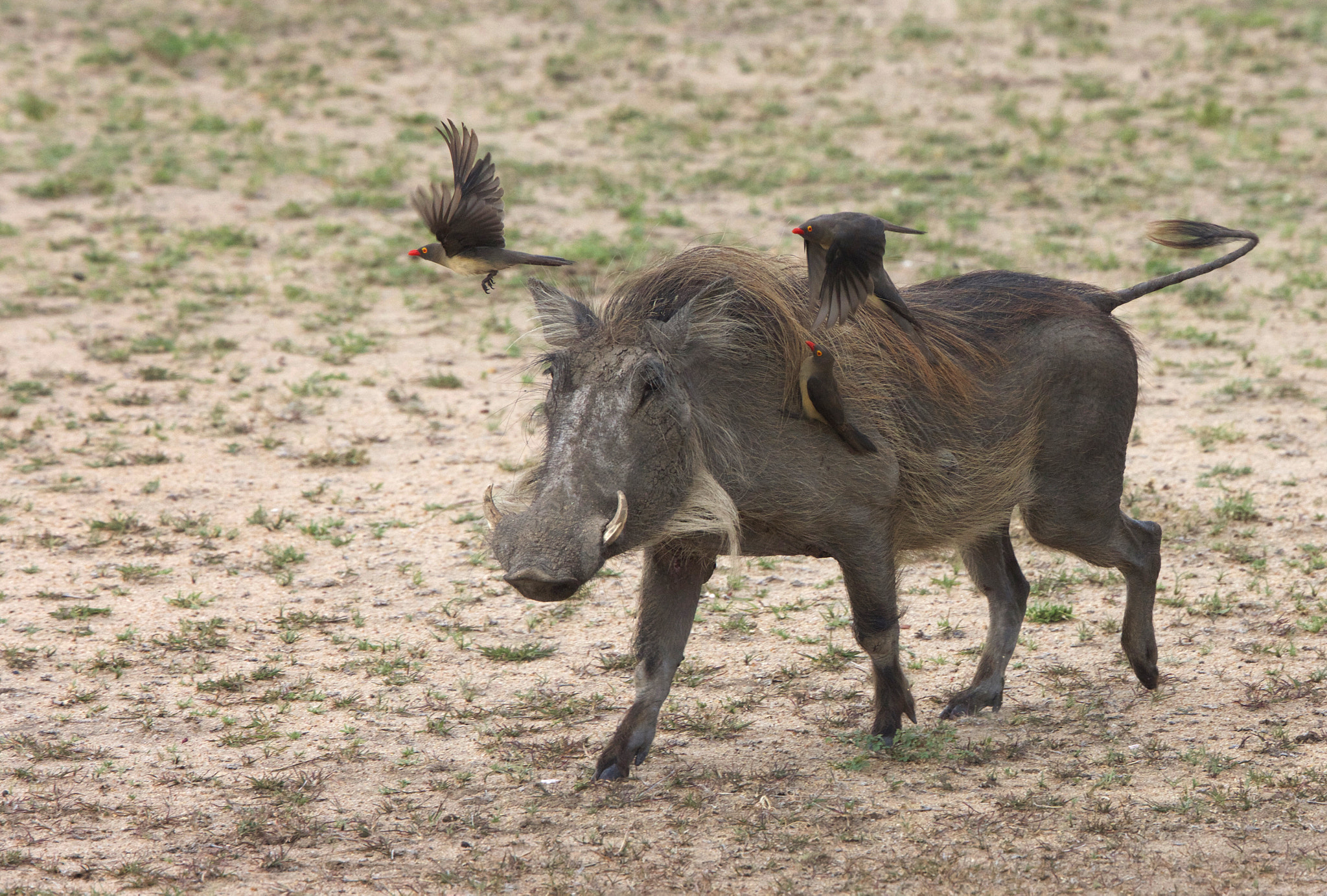 Canon EOS-1Ds Mark III + Canon EF 400mm F4.0 DO IS USM sample photo. Warthog and birds photography
