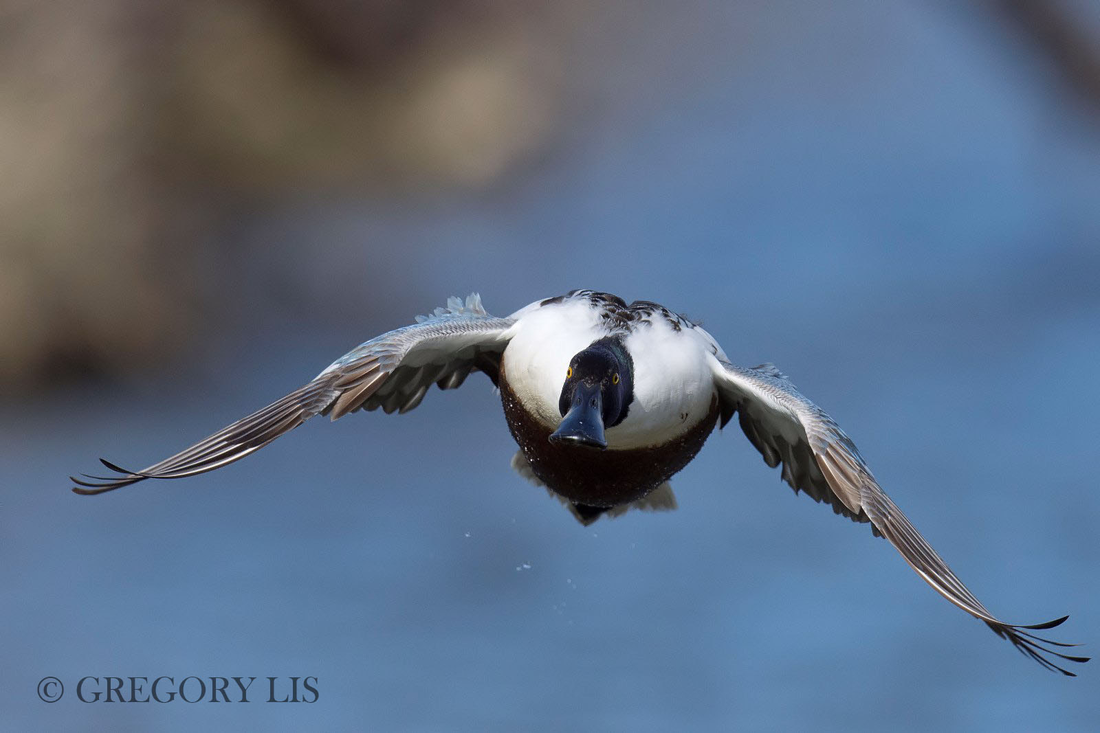 Nikon D7200 + Nikon AF-S Nikkor 500mm F4G ED VR sample photo. Northern shoveler photography