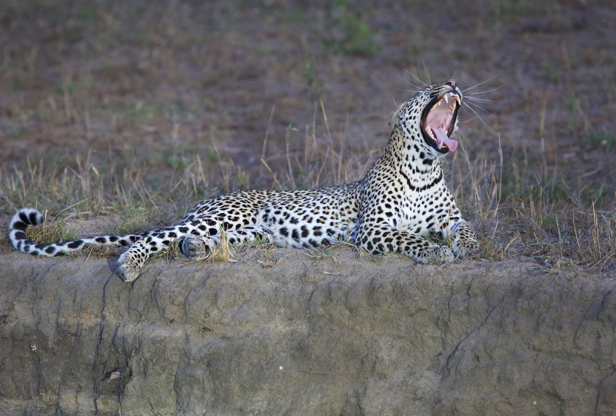 Canon EF 400mm F4.0 DO IS USM sample photo. Leopard yawn photography