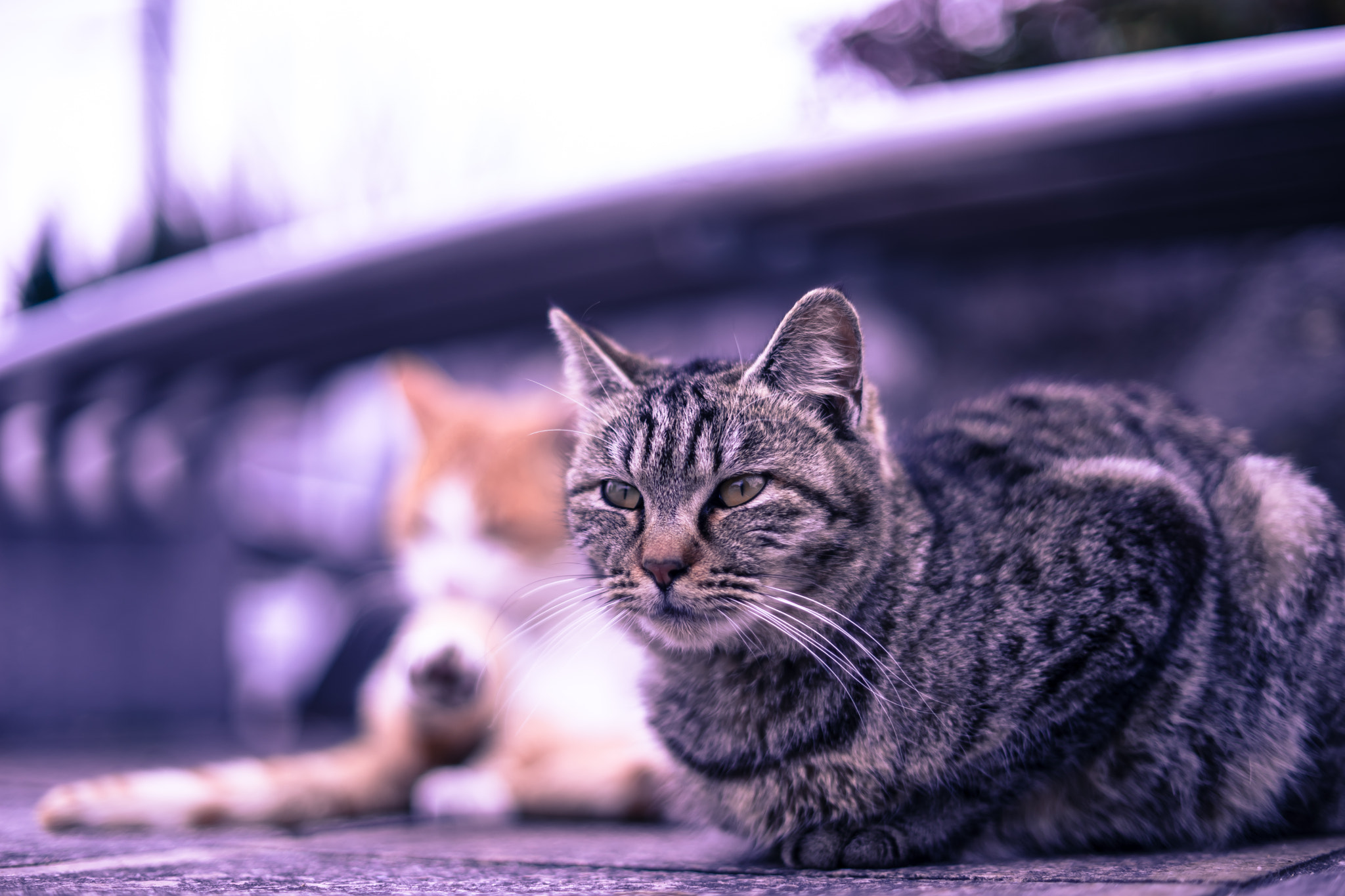 Sony a7 II + Sony 50mm F1.4 sample photo. 野良猫(stray cat) photography
