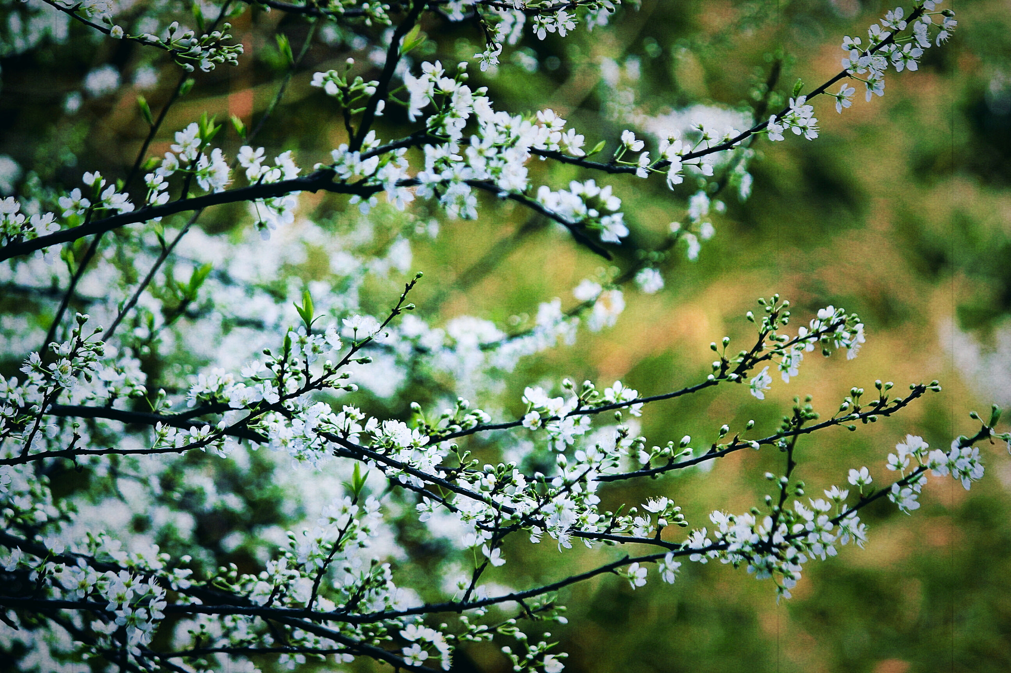 Canon EF-S 55-250mm F4-5.6 IS sample photo. 春暖花开 photography