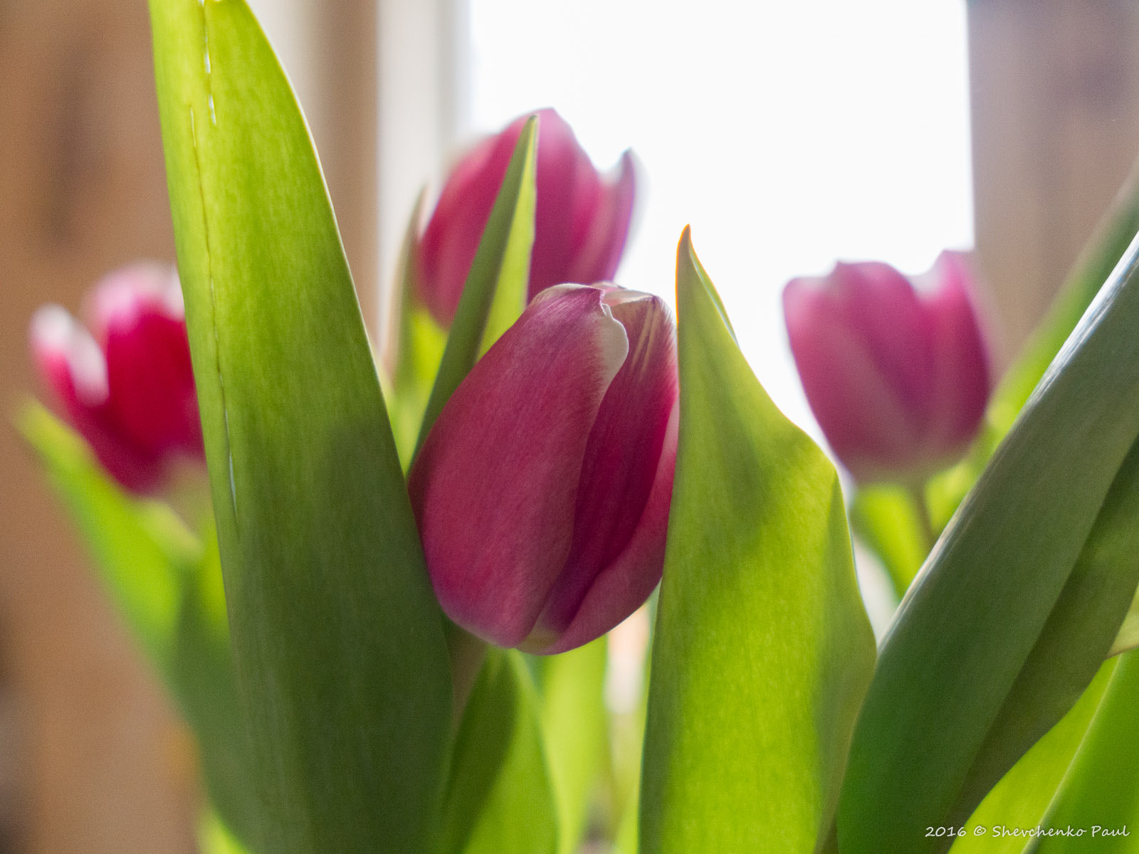 Olympus PEN E-PL5 + Sigma 19mm F2.8 EX DN sample photo. Spring tulips  photography