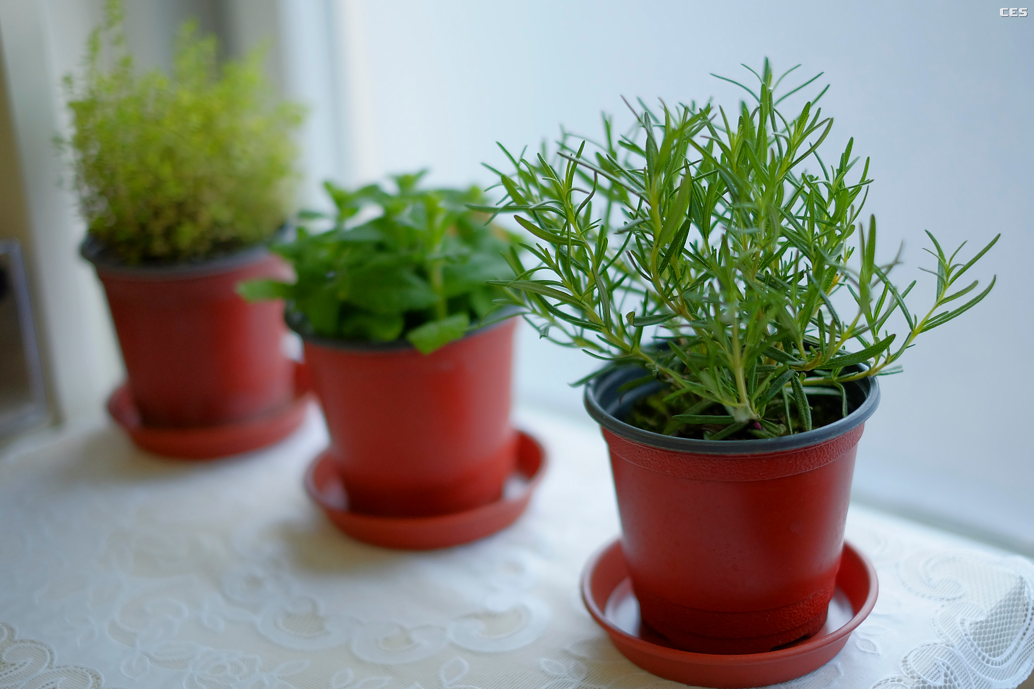 Fujifilm X-A2 sample photo. Herbs photography