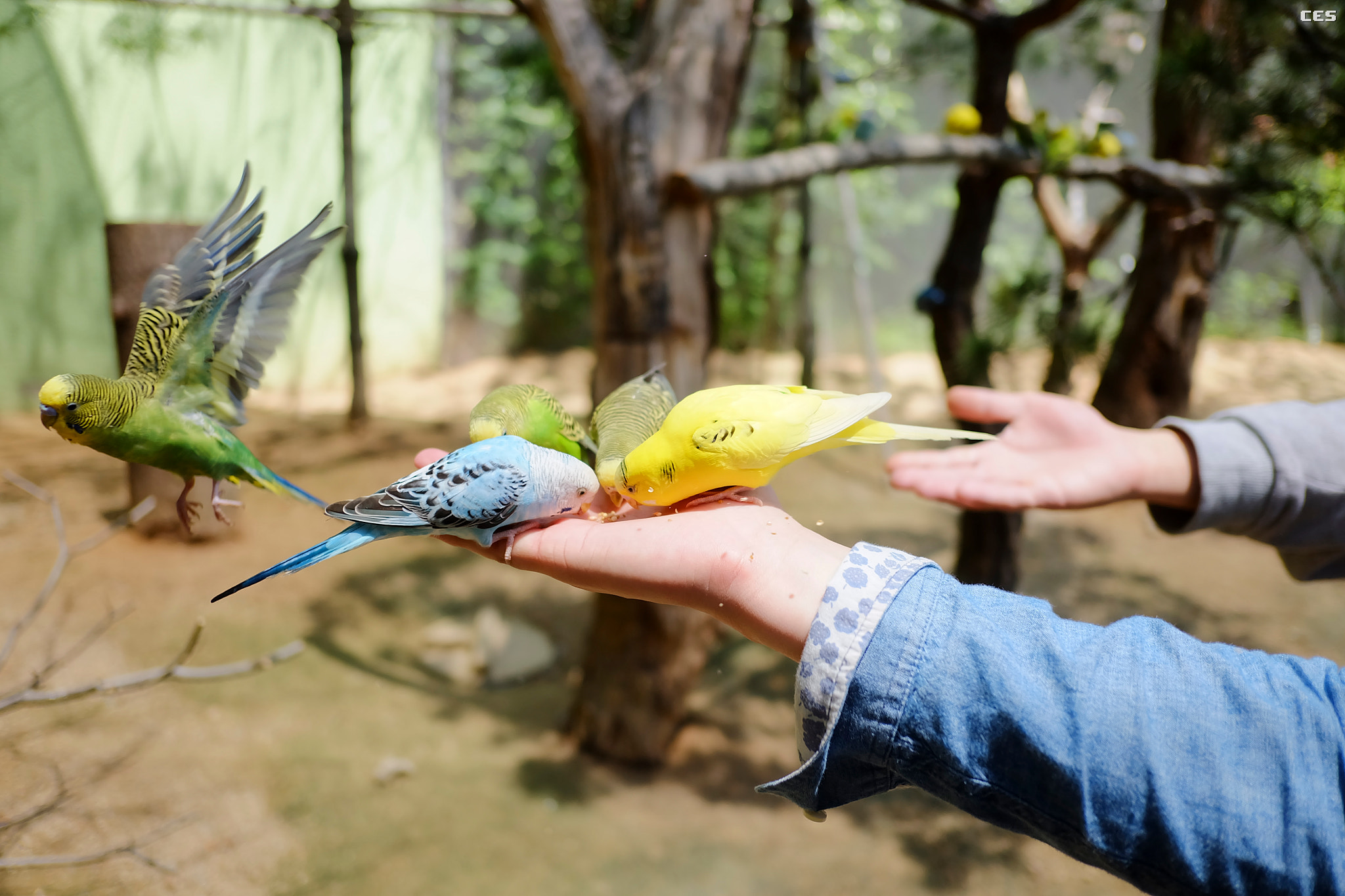 Fujifilm X-A2 + Fujifilm XF 18mm F2 R sample photo. Feeding birds photography