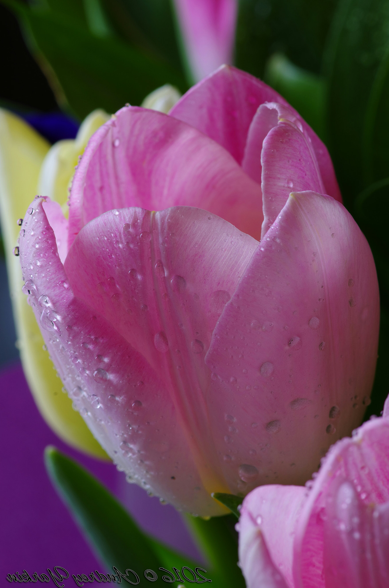 Pentax smc D-FA 100mm F2.8 Macro WR sample photo. Тюльпан. tulip photography