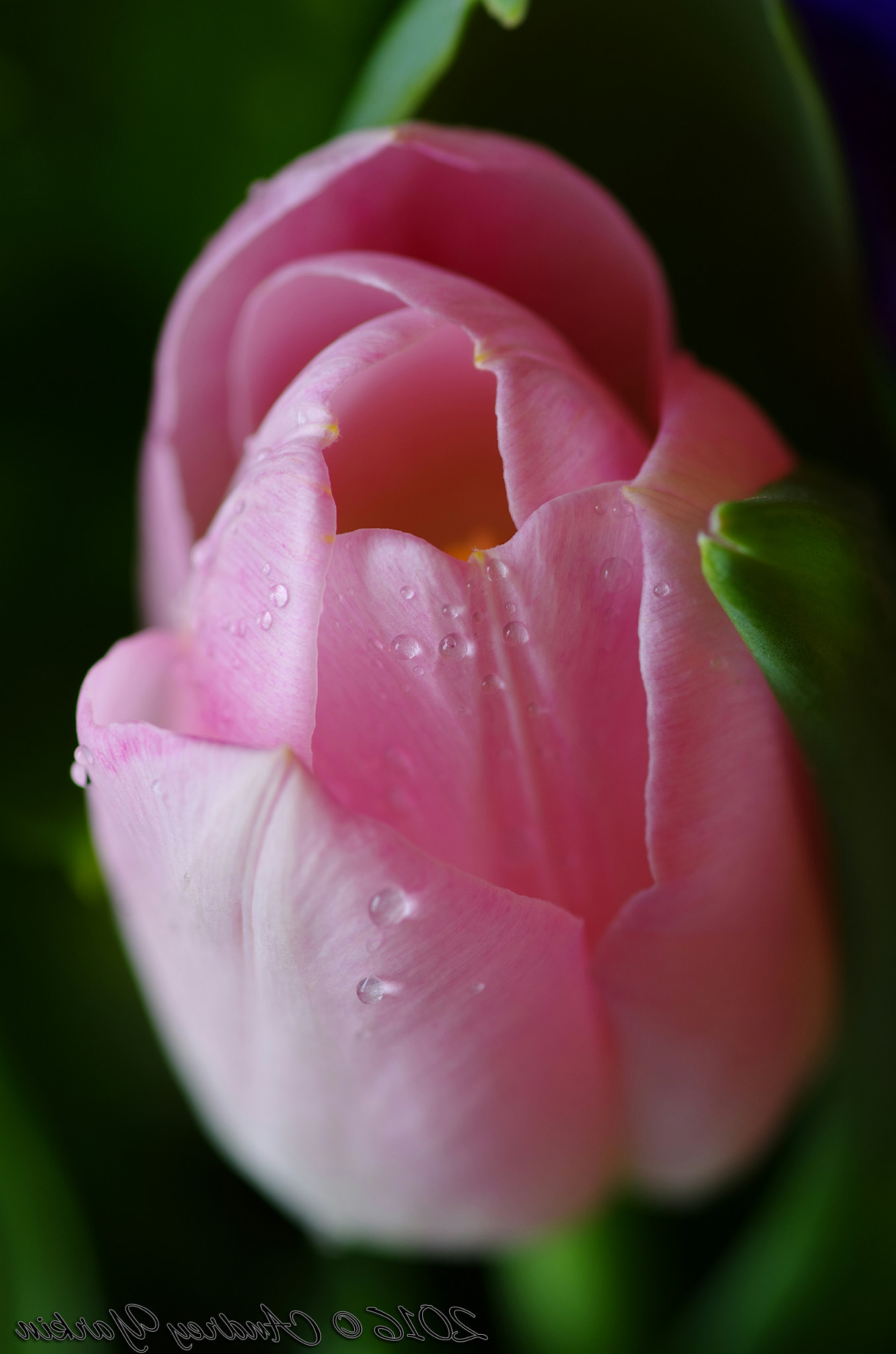 Pentax smc D-FA 100mm F2.8 Macro WR sample photo. Розовая нежность. pink tenderness photography