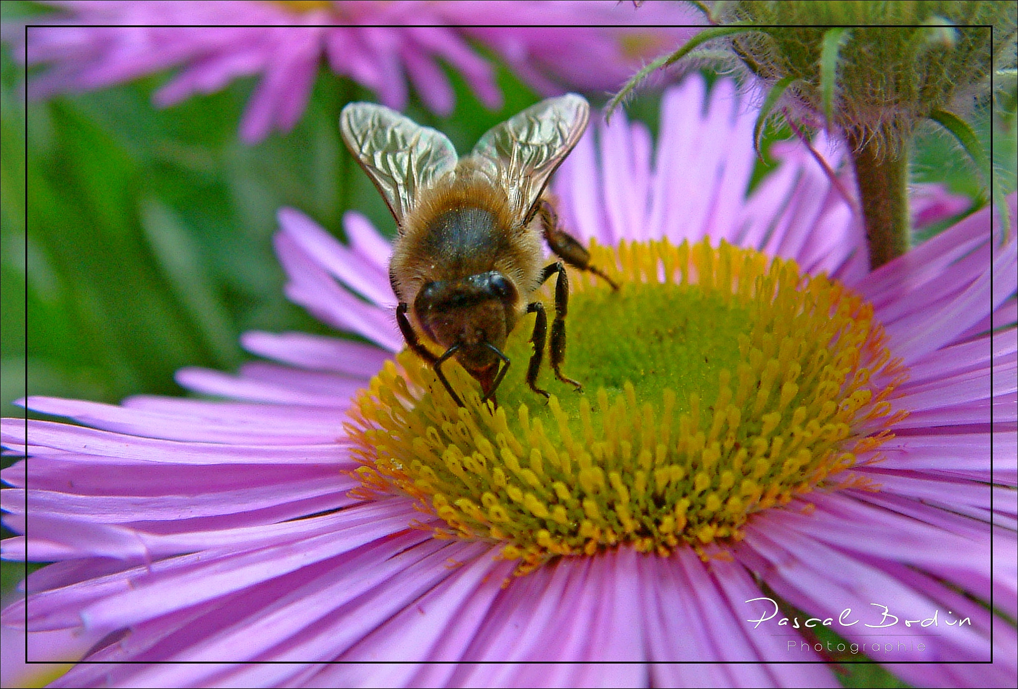Fujifilm FinePix S602 ZOOM sample photo. Le butin de l'abeille photography