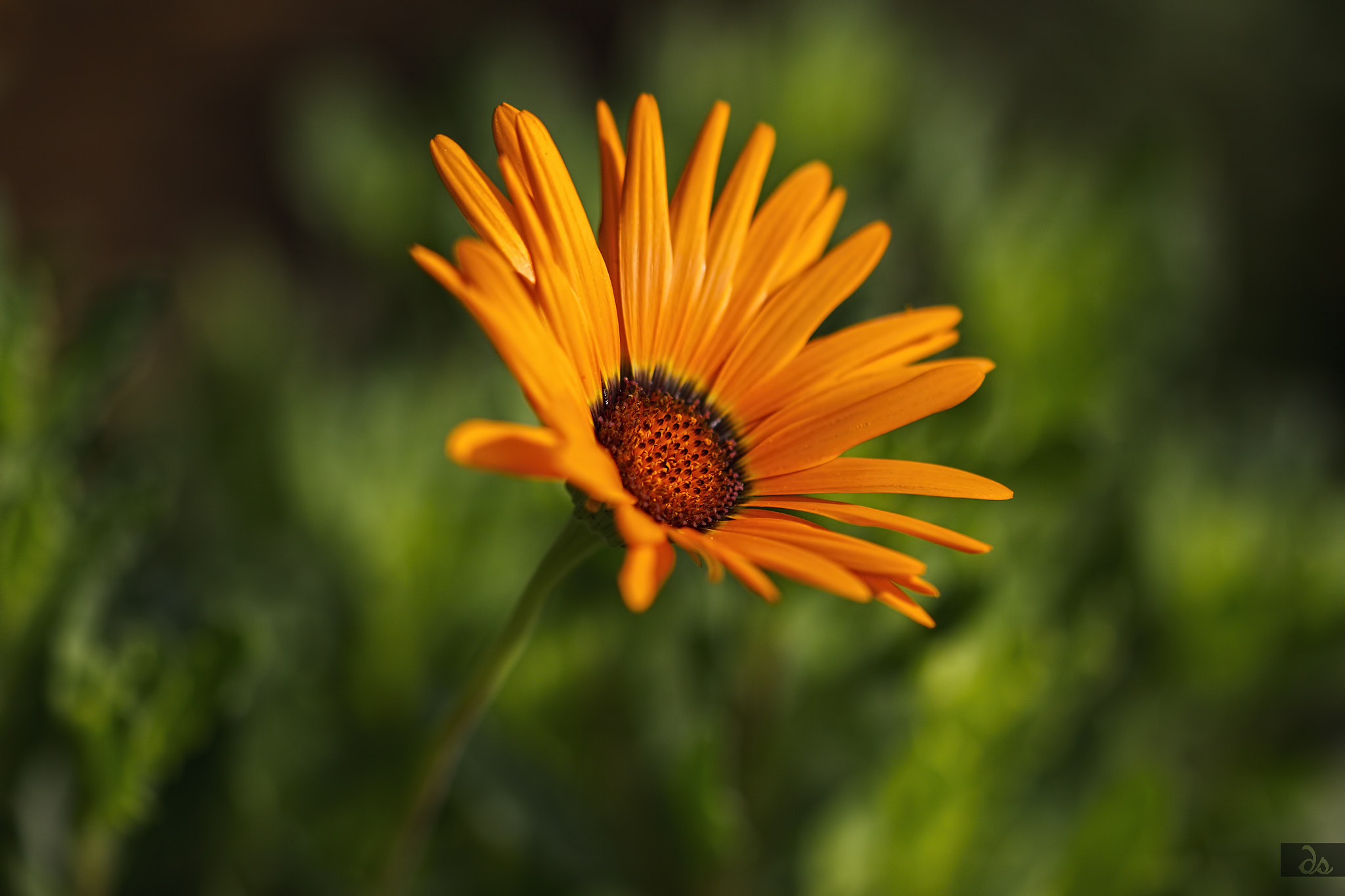 Sigma 105mm F2.8 EX DG OS HSM sample photo. Flora photography