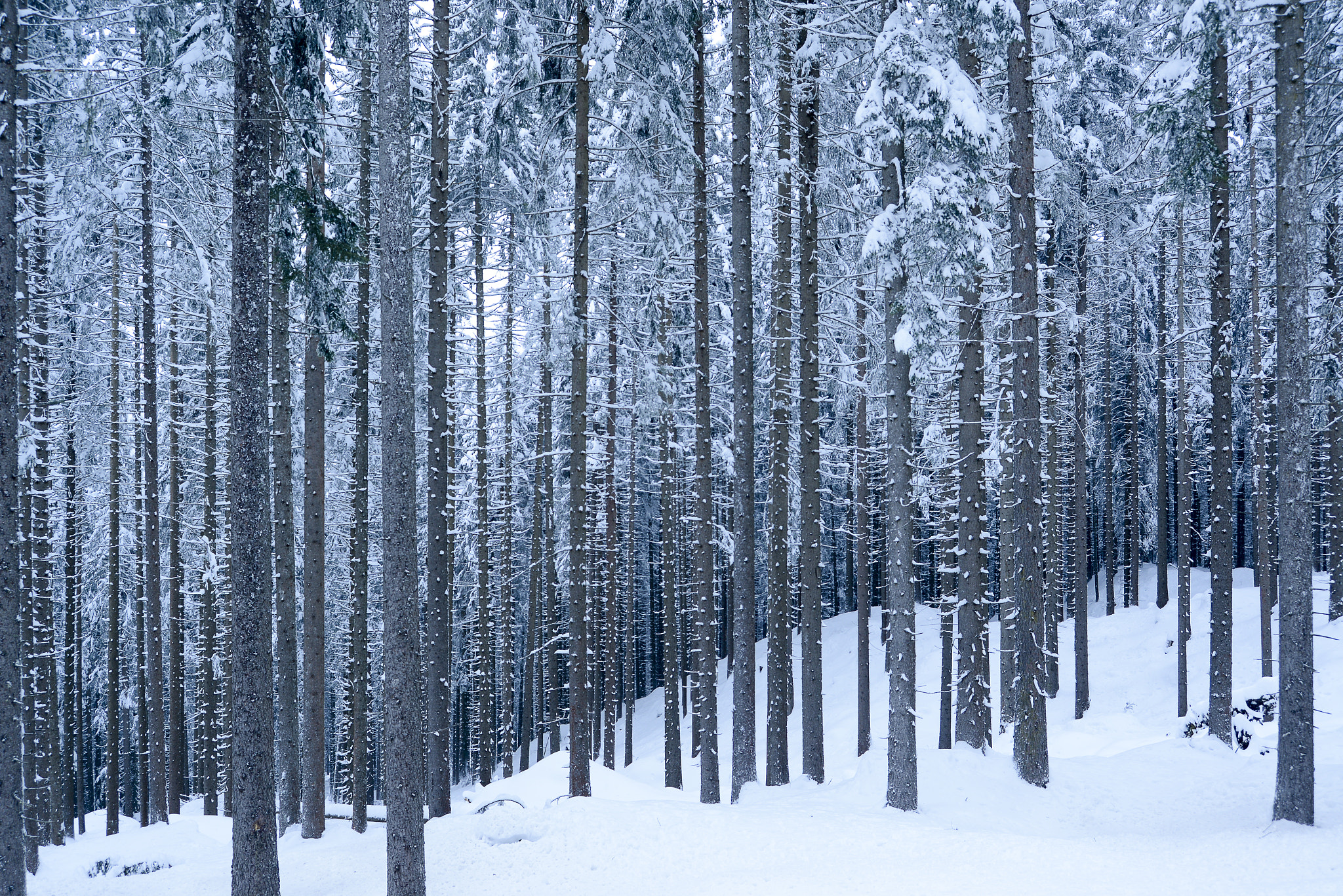 AF Zoom-Nikkor 28-80mm f/3.3-5.6G sample photo. Trees photography