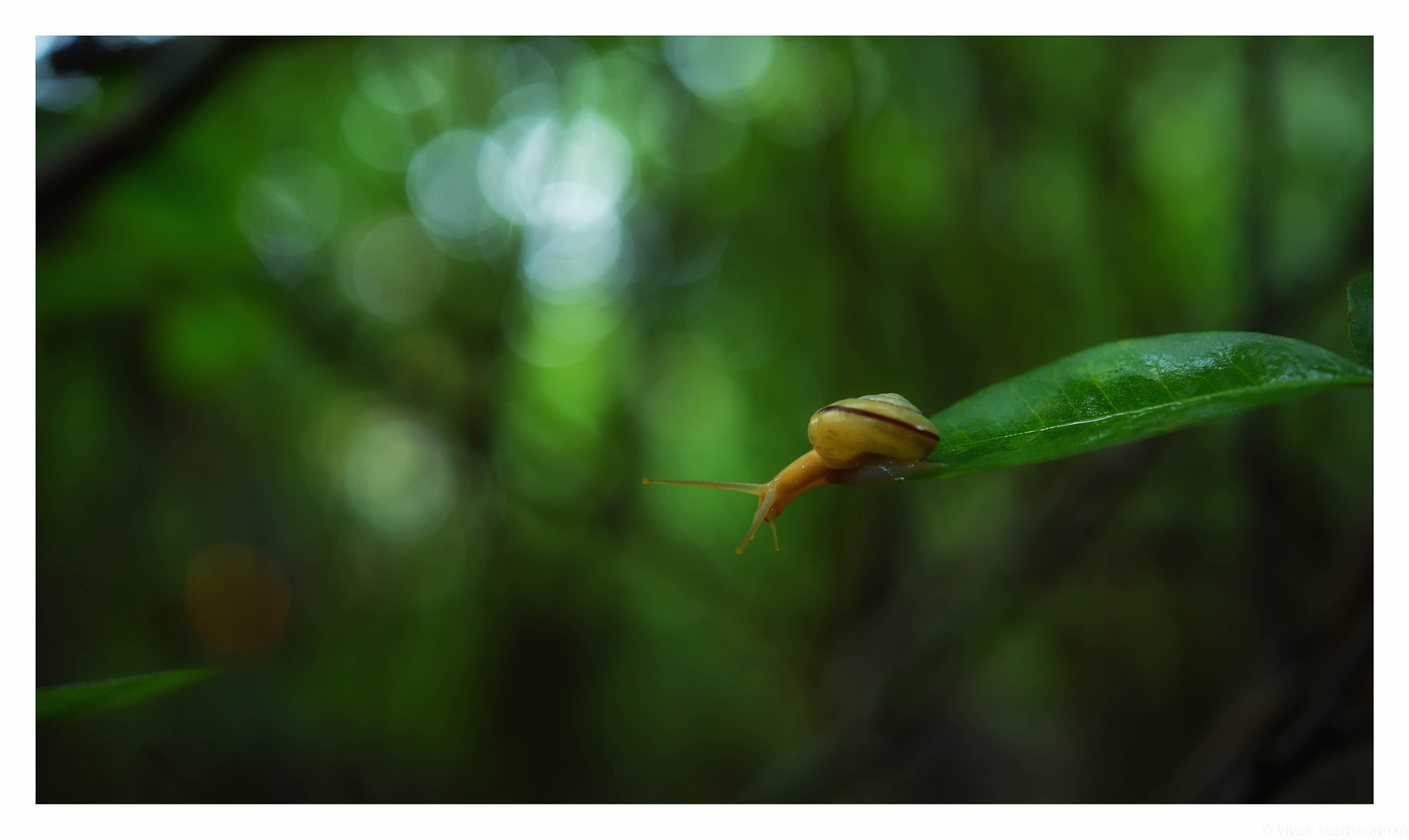 Nikon AF-S Micro-Nikkor 60mm F2.8G ED sample photo. Leap of failth photography