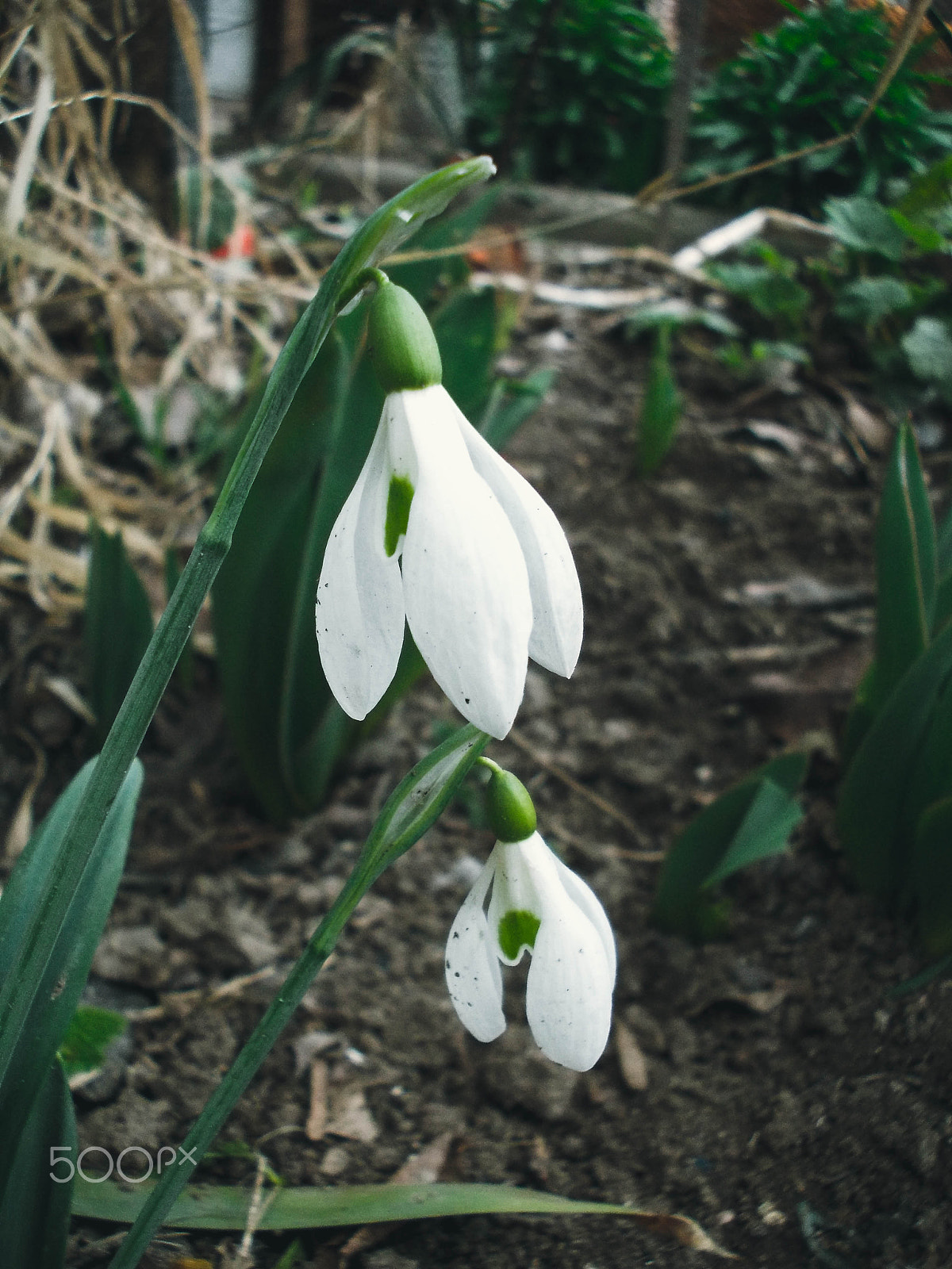 Nikon COOLPIX L23 sample photo. Flowers photography