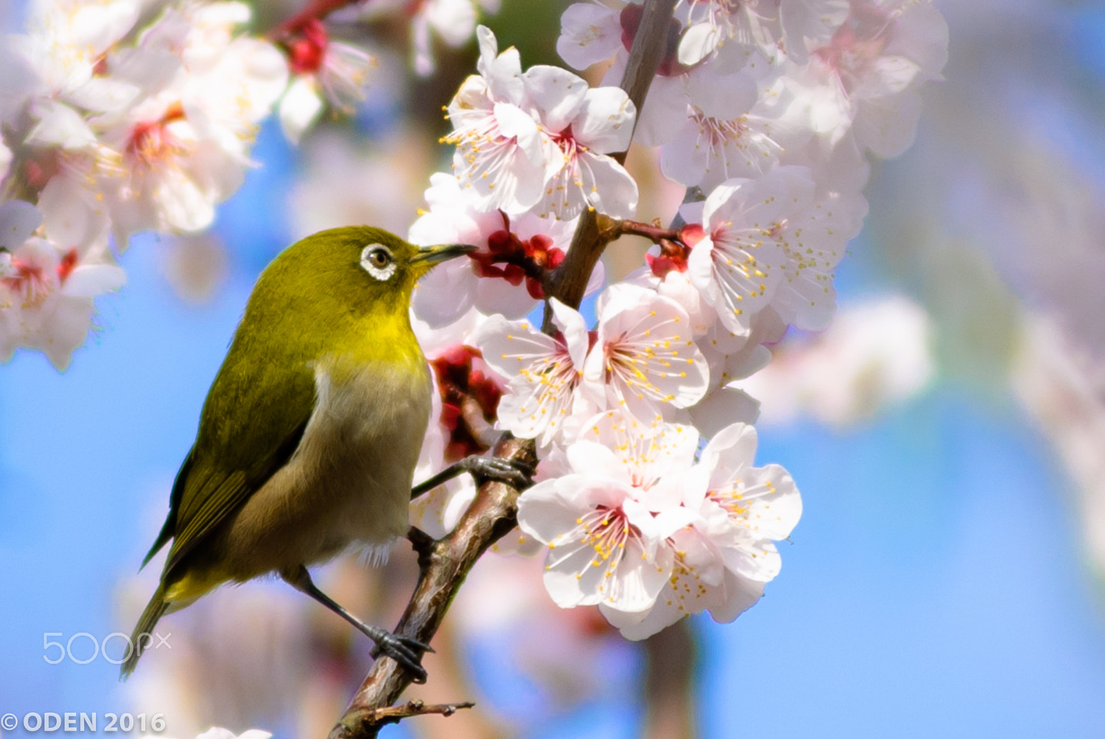AF Zoom-Nikkor 80-200mm f/2.8 ED sample photo. 20160306 cherry blossom photography
