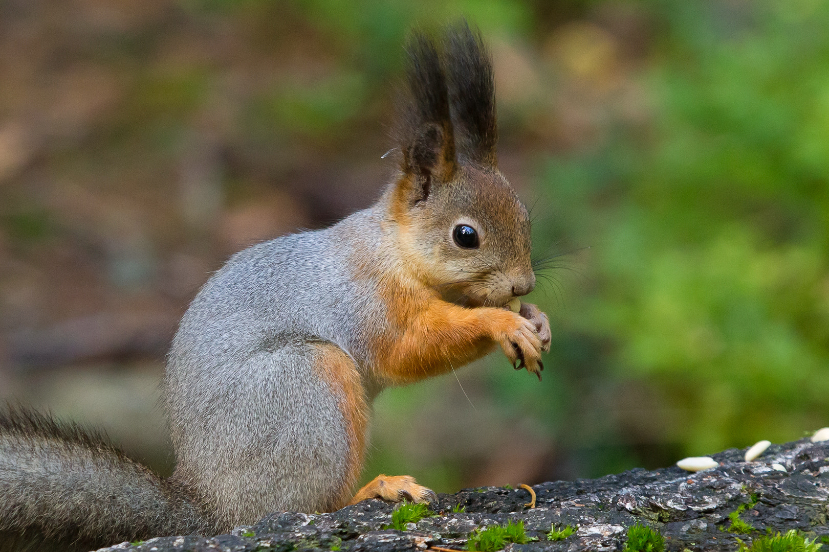 Canon EF 100-400mm F4.5-5.6L IS USM sample photo. Squirrel photography