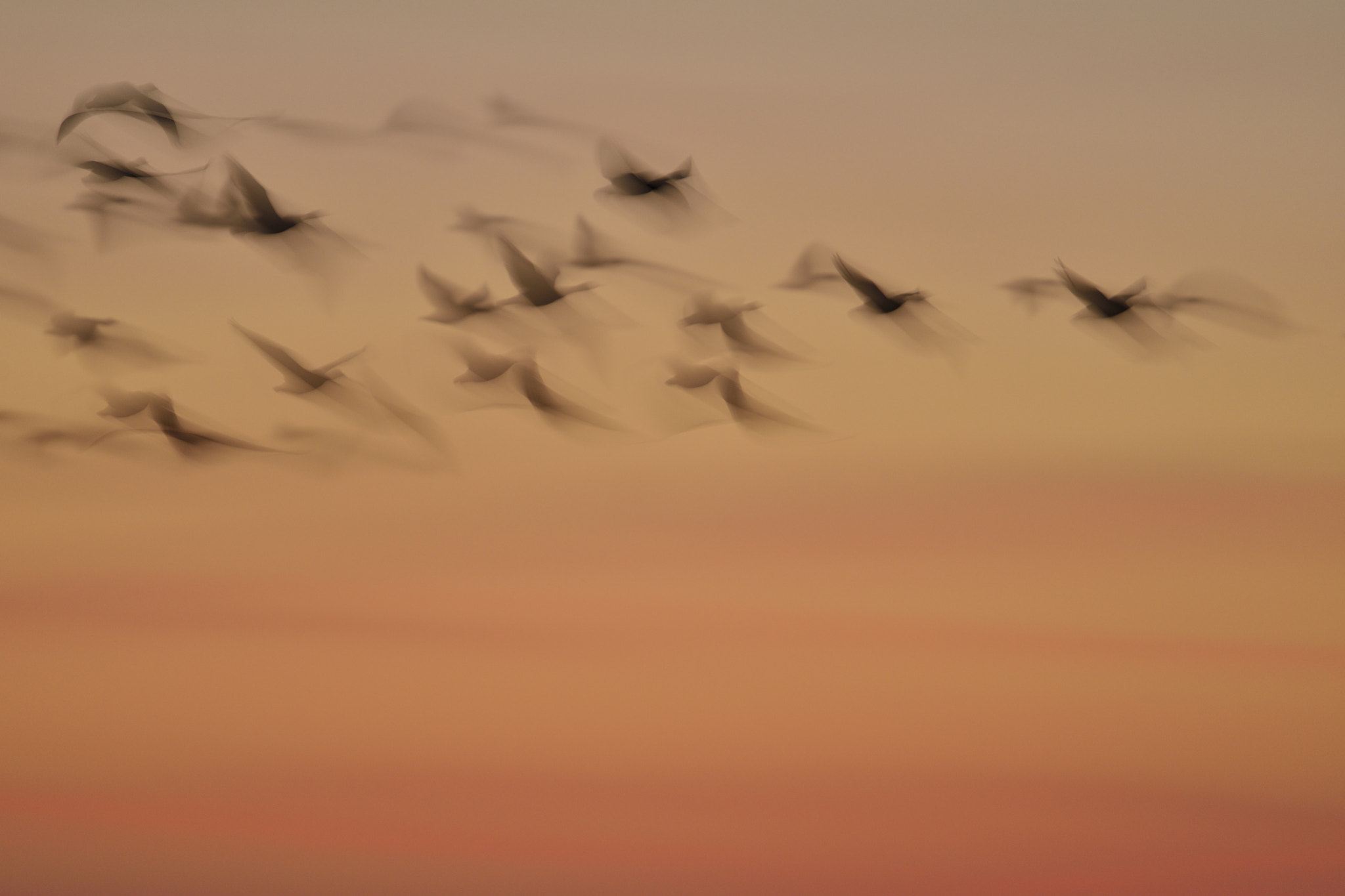 Nikon D800 + Nikon AF-S Nikkor 600mm F4G ED VR sample photo. Gänse im abendlicht photography