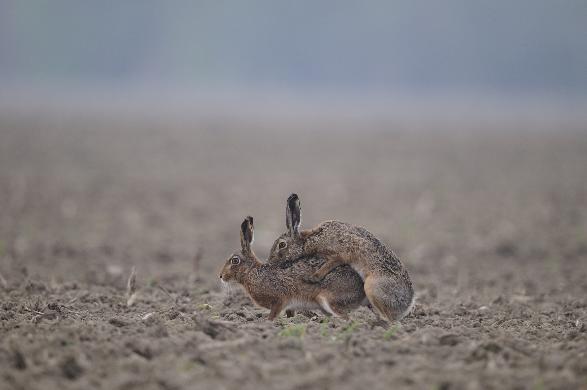 Nikon D300 + Nikon AF-S Nikkor 600mm F4G ED VR sample photo. Hasen photography