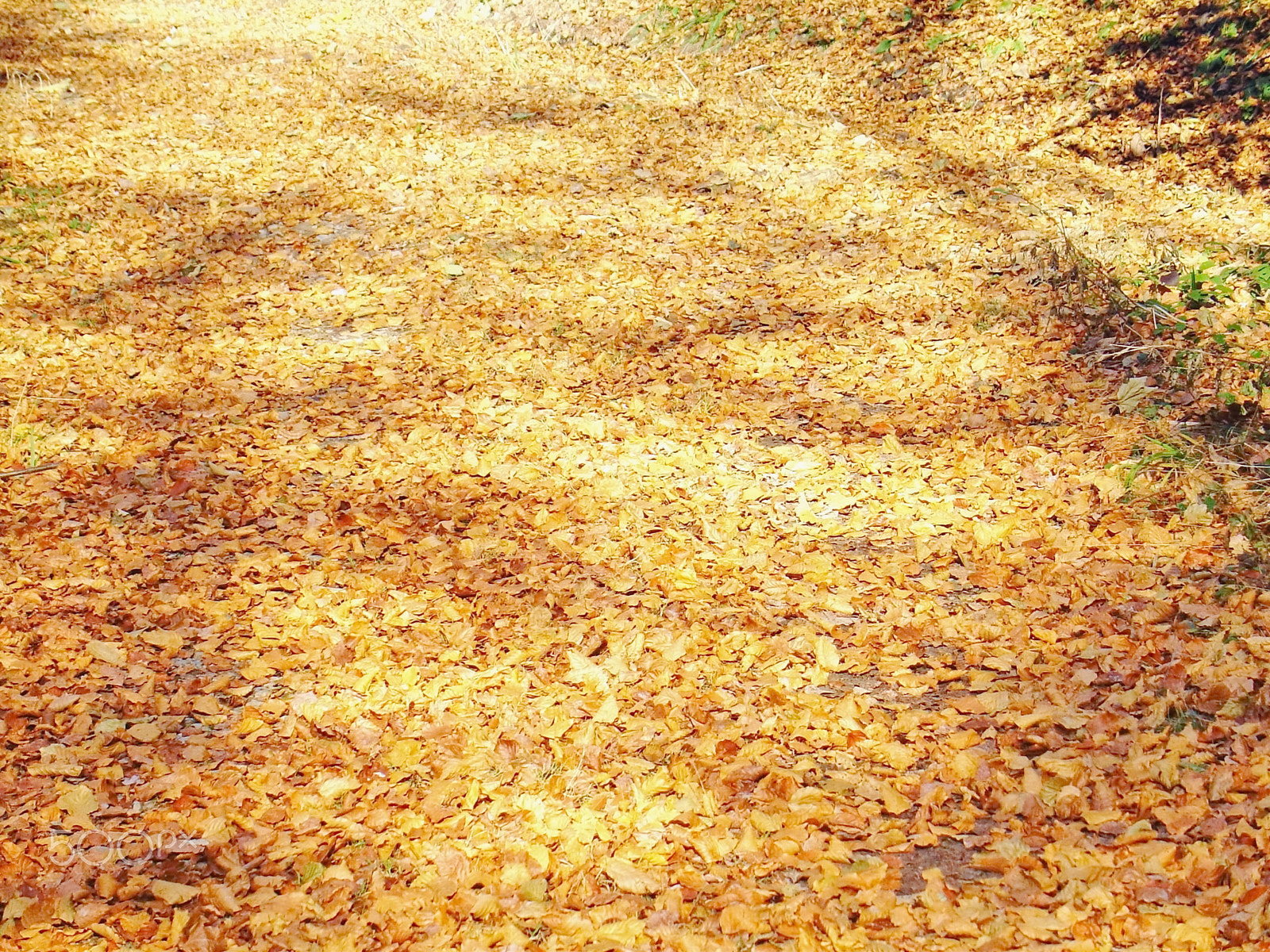 Sony DSC-V1 sample photo. Autumn leaves fall photography