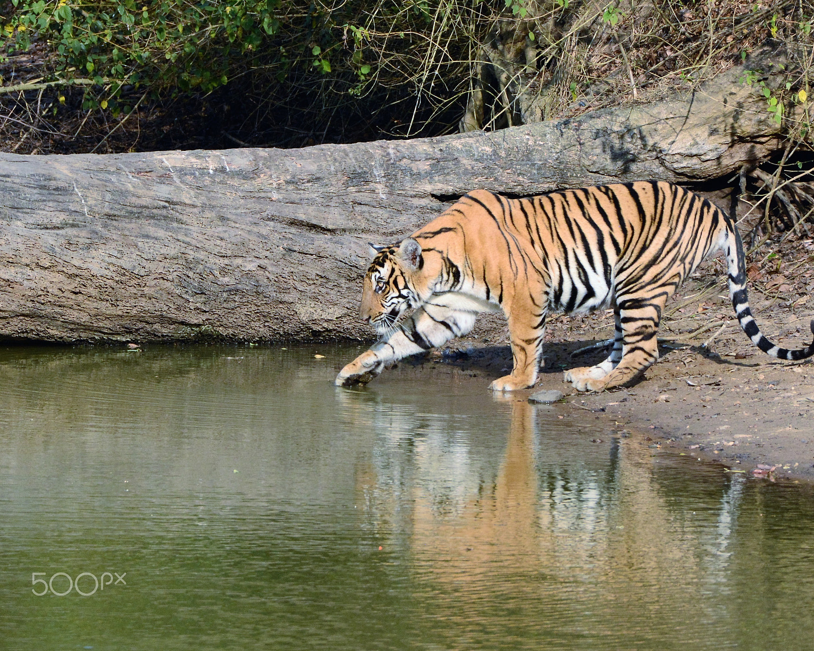 Nikon AF-S Nikkor 200-500mm F5.6E ED VR sample photo. Tiger scanning the water. photography