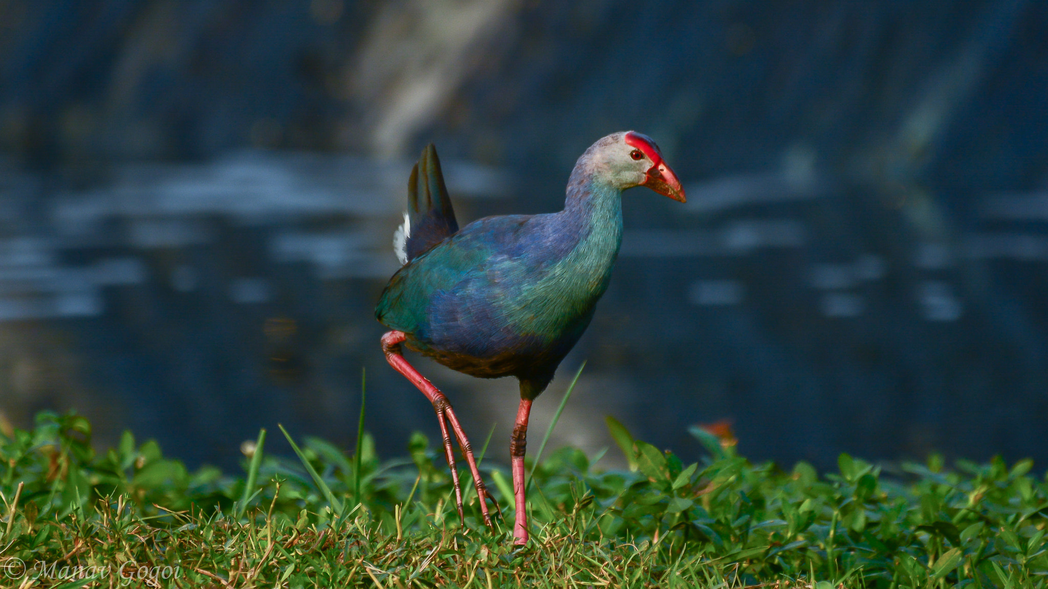 Nikon AF-S Nikkor 200-500mm F5.6E ED VR sample photo. Purple moorhen photography
