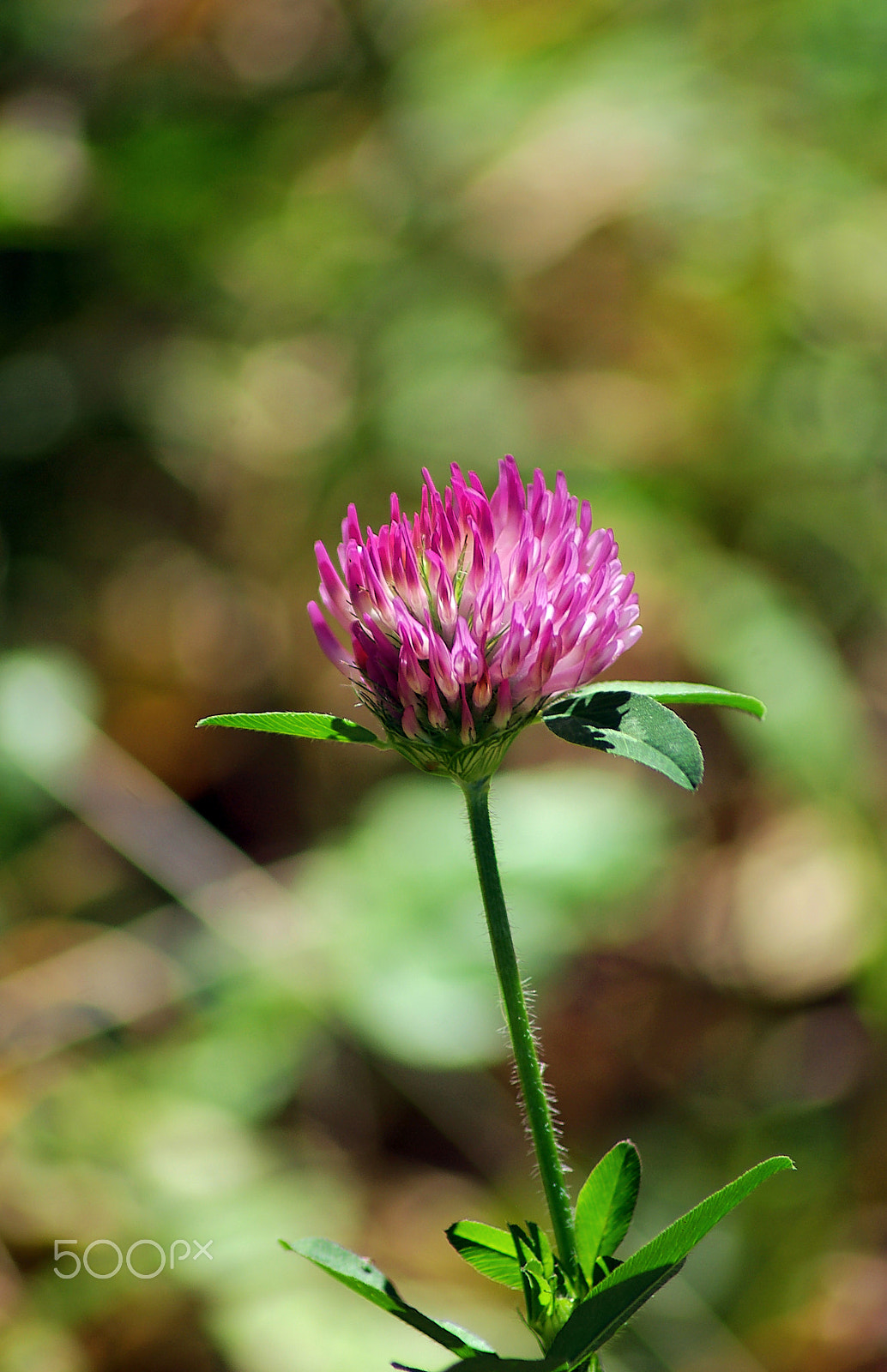 smc PENTAX-FA J 75-300mm F4.5-5.8 AL sample photo. Flower 2 photography