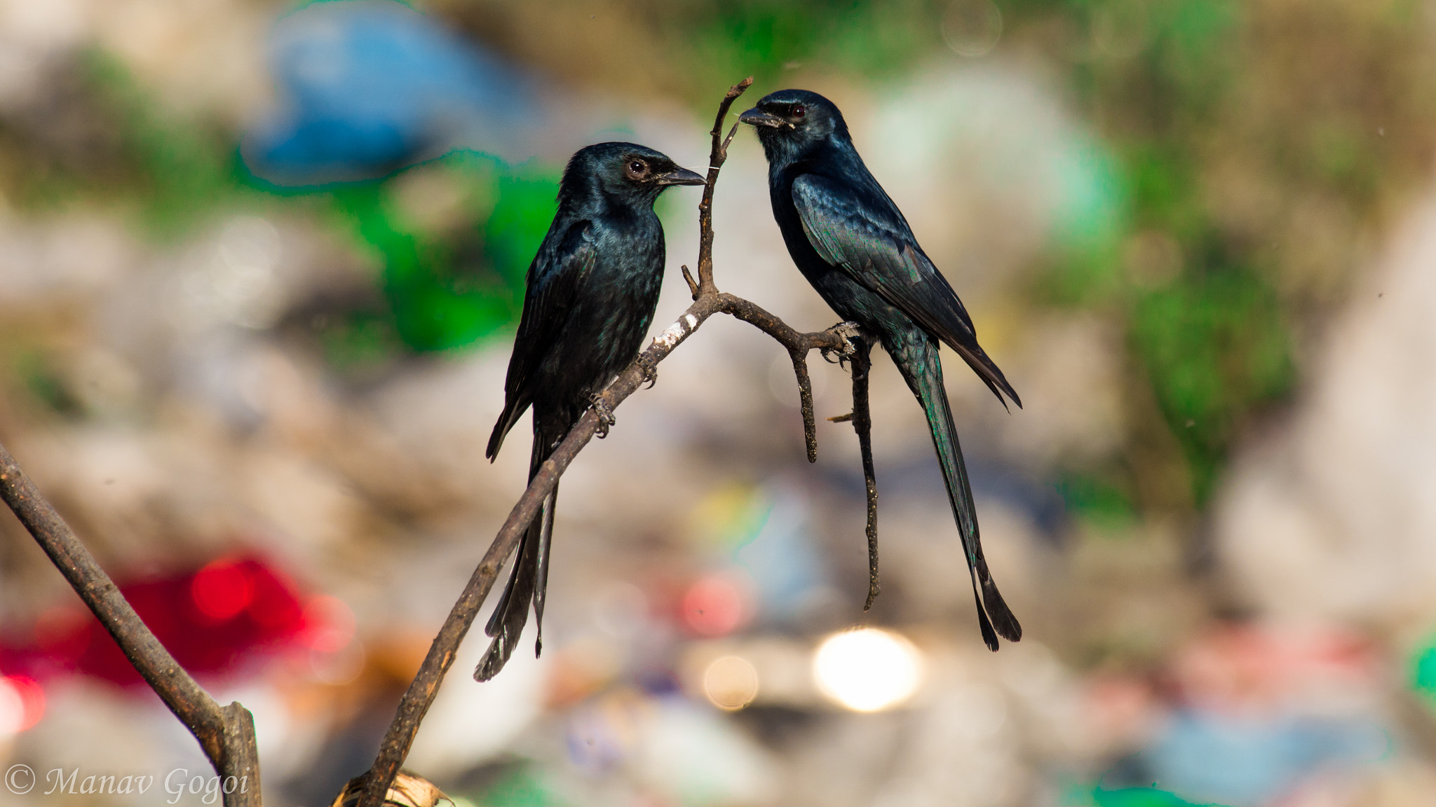 Nikon AF-S Nikkor 200-500mm F5.6E ED VR sample photo. Two black drongos sitting on a branch photography