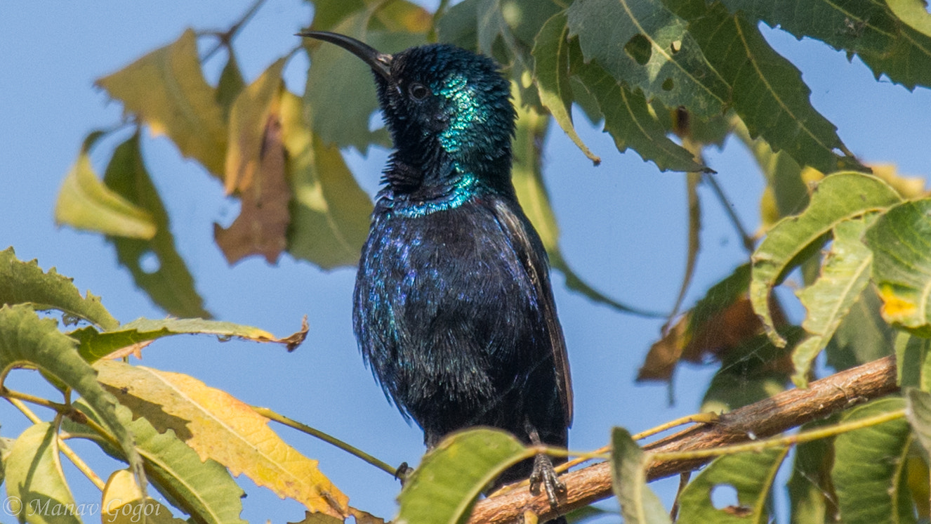 Nikon AF-S Nikkor 200-500mm F5.6E ED VR sample photo. Sunbird photography