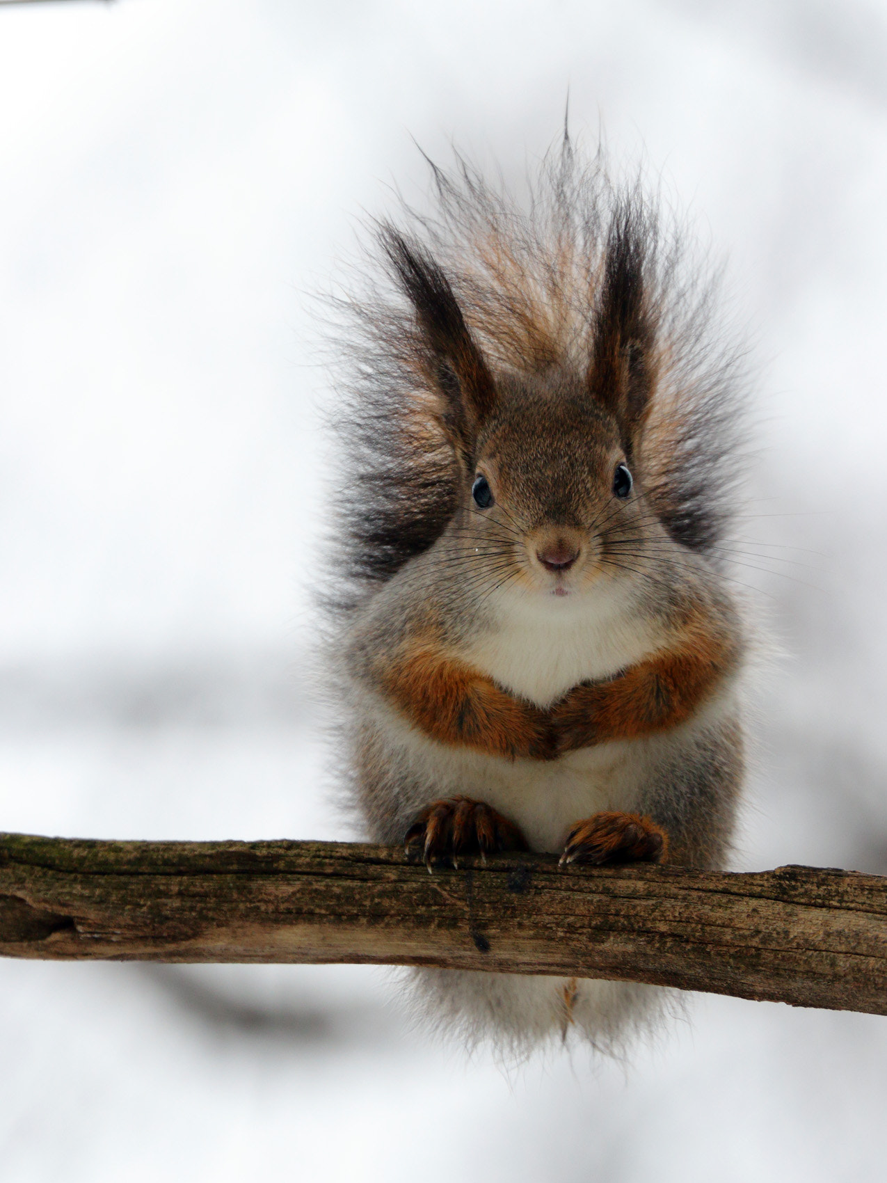 Canon EF 70-300mm F4-5.6L IS USM sample photo. With nuts? photography