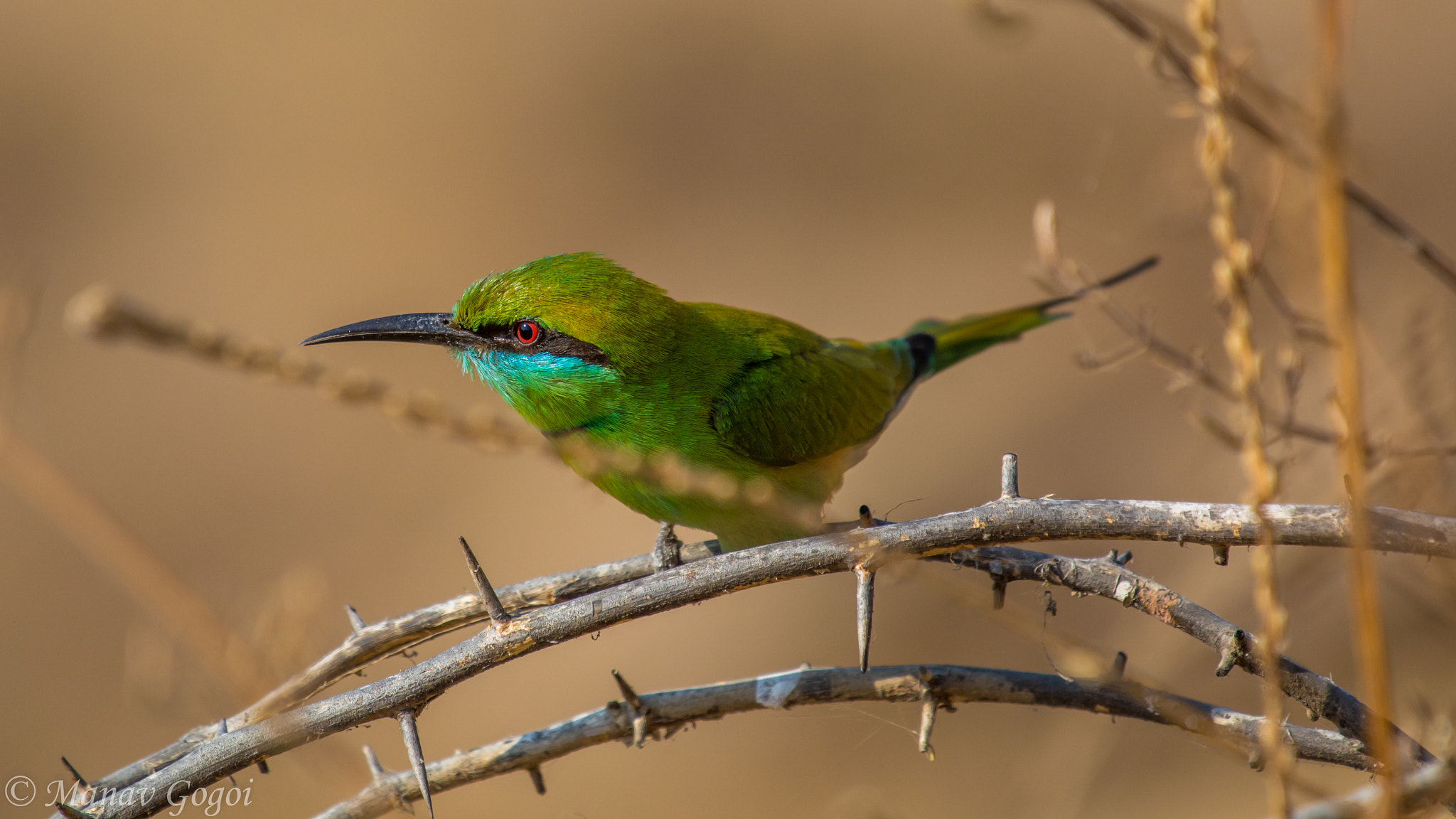 Nikon AF-S Nikkor 200-500mm F5.6E ED VR sample photo. Little green bee eater photography
