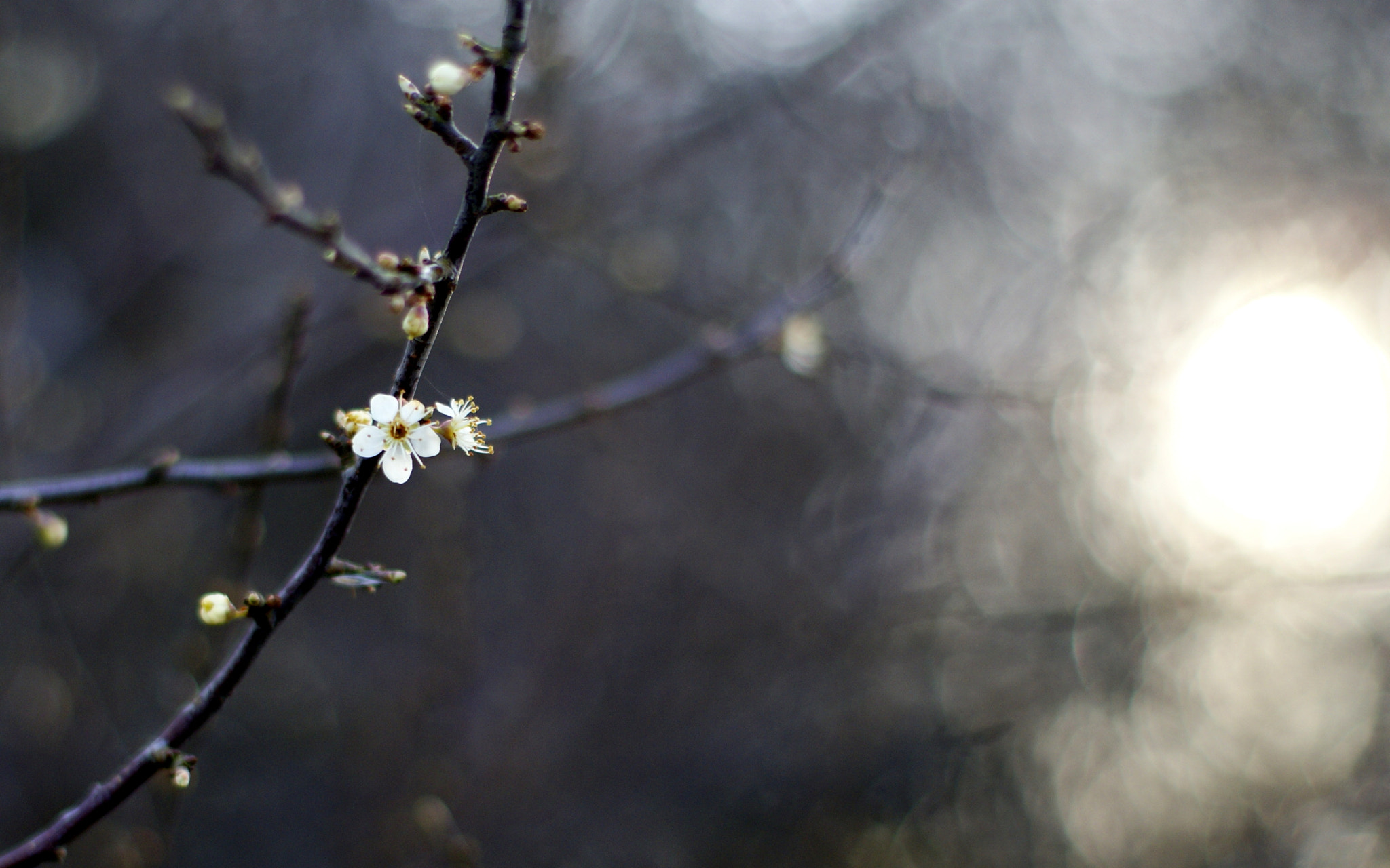 Sony Alpha DSLR-A300 + Sony 50mm F1.4 sample photo. In to the light ... no post processing. photography