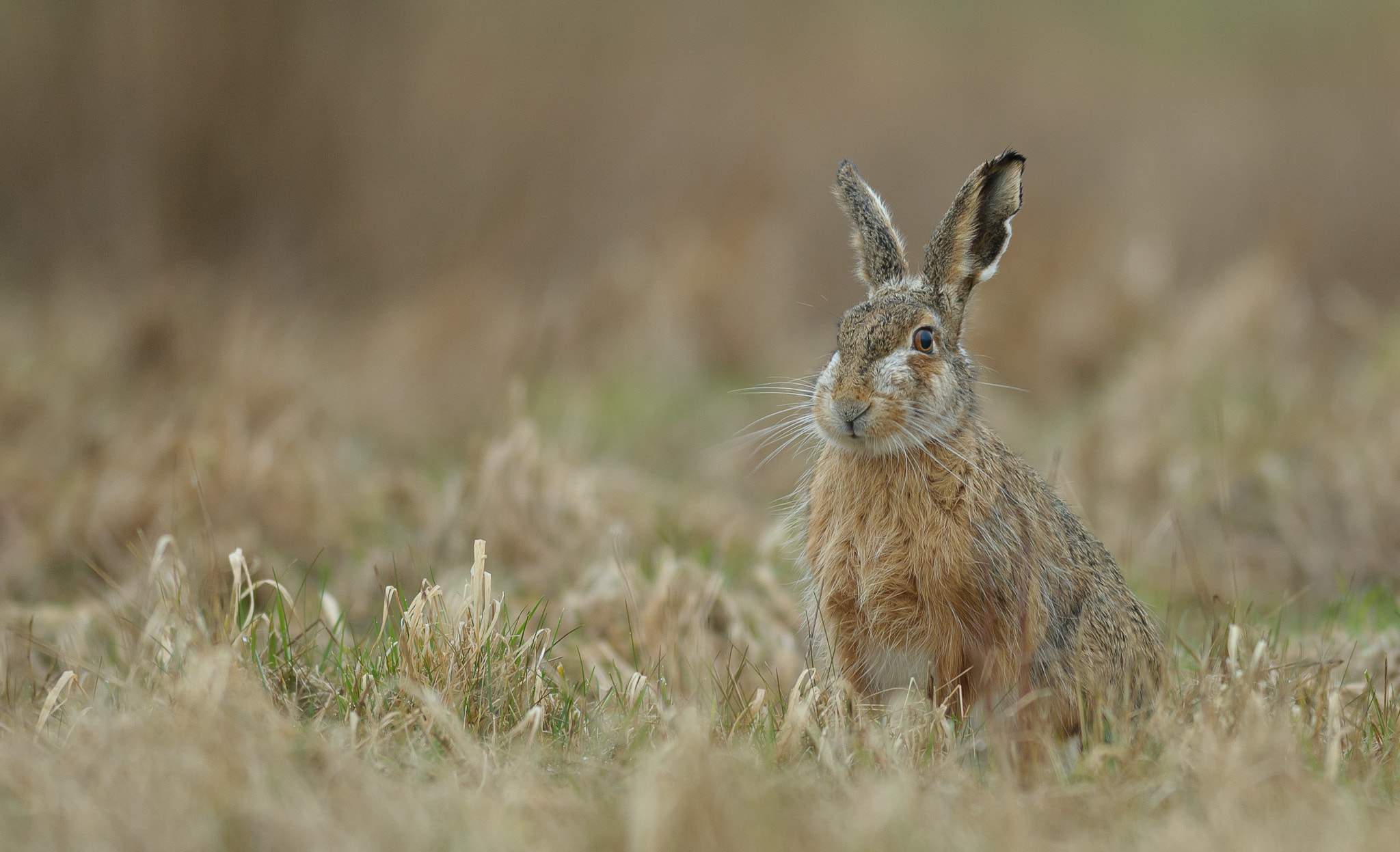 Nikon AF-S Nikkor 300mm F2.8G ED VR II sample photo. A hare in the old grass photography