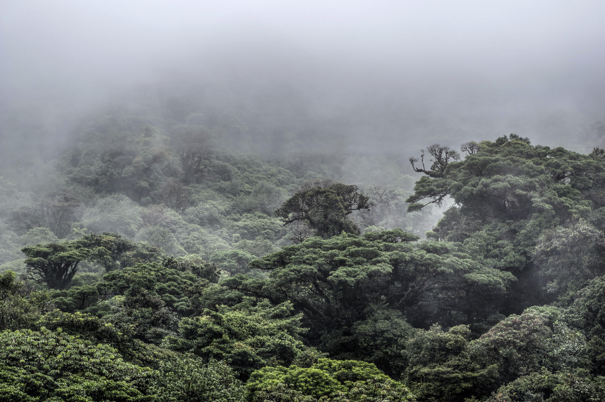 Pentax K-3 II + Tamron AF 28-75mm F2.8 XR Di LD Aspherical (IF) sample photo. Cloud forest monteverde photography