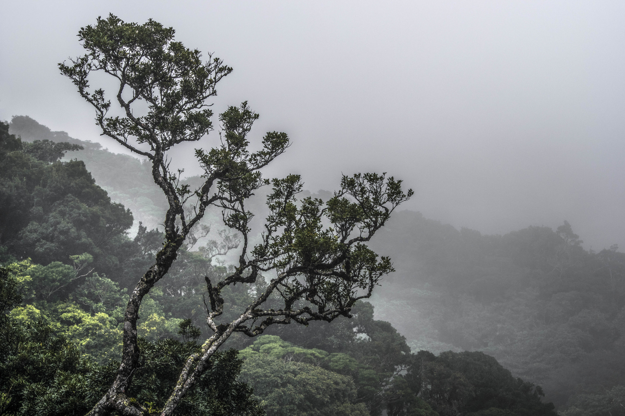 Pentax K-3 II + Sigma sample photo. Cloud forest monteverde photography