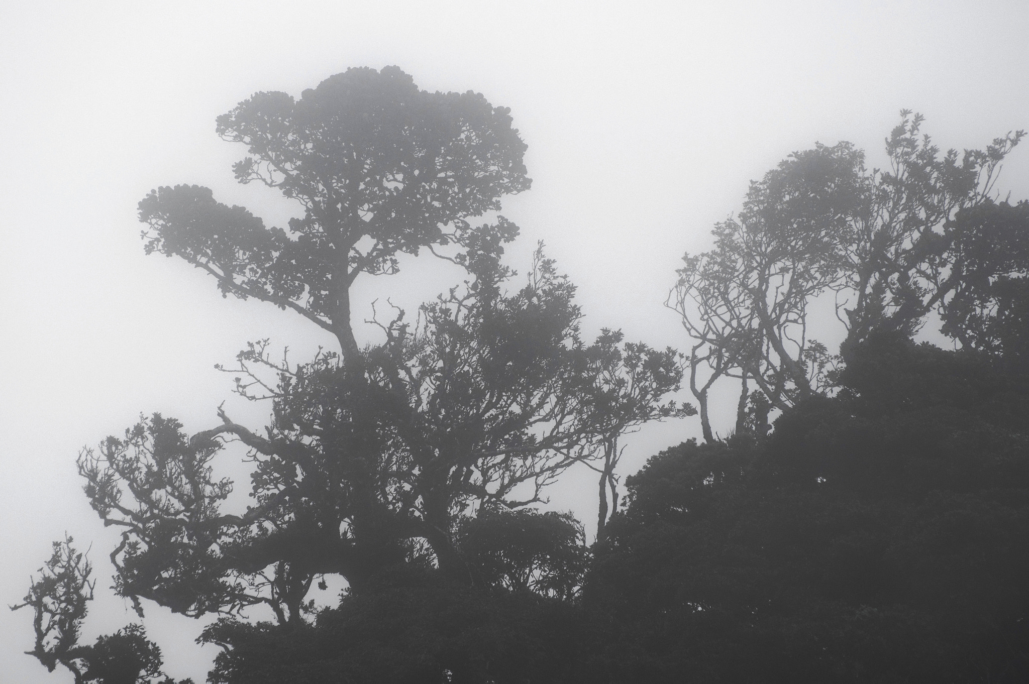 Pentax K-3 II + Sigma sample photo. Cloud forest monteverde photography