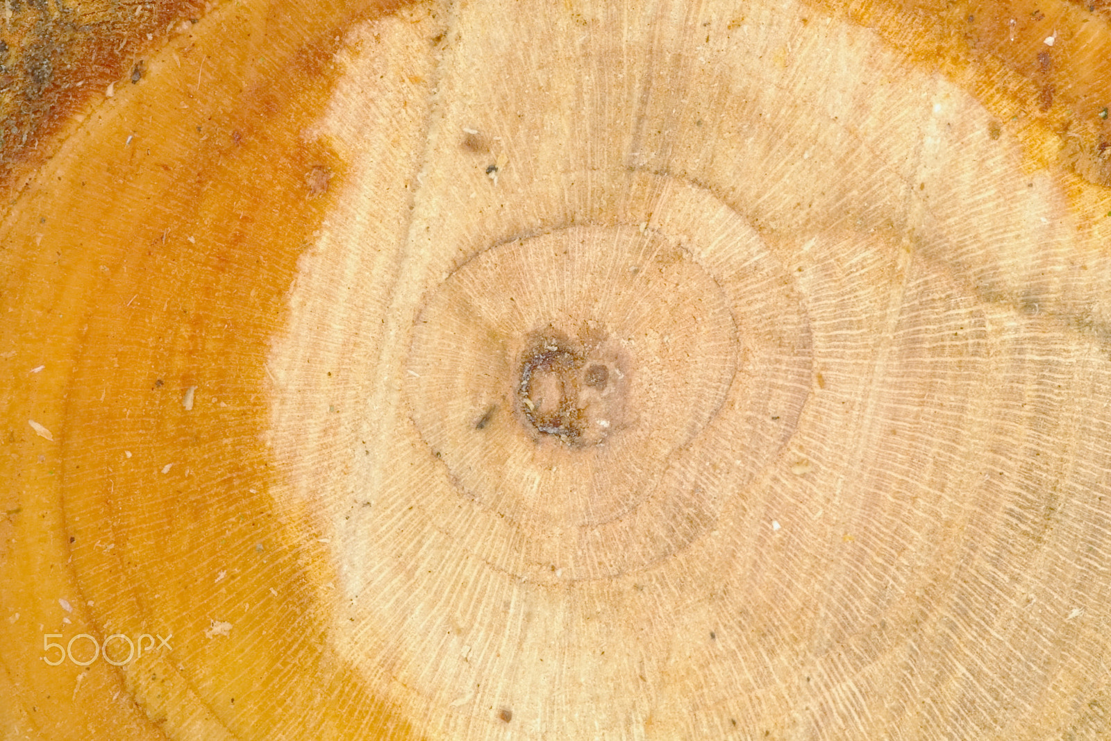 Pentax *ist D + smc PENTAX-FA Macro 100mm F2.8 sample photo. Background wood photography
