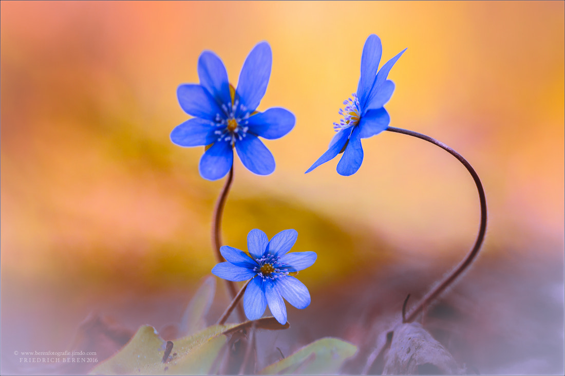 Pentax K20D + Sigma sample photo. Leberblümchen photography