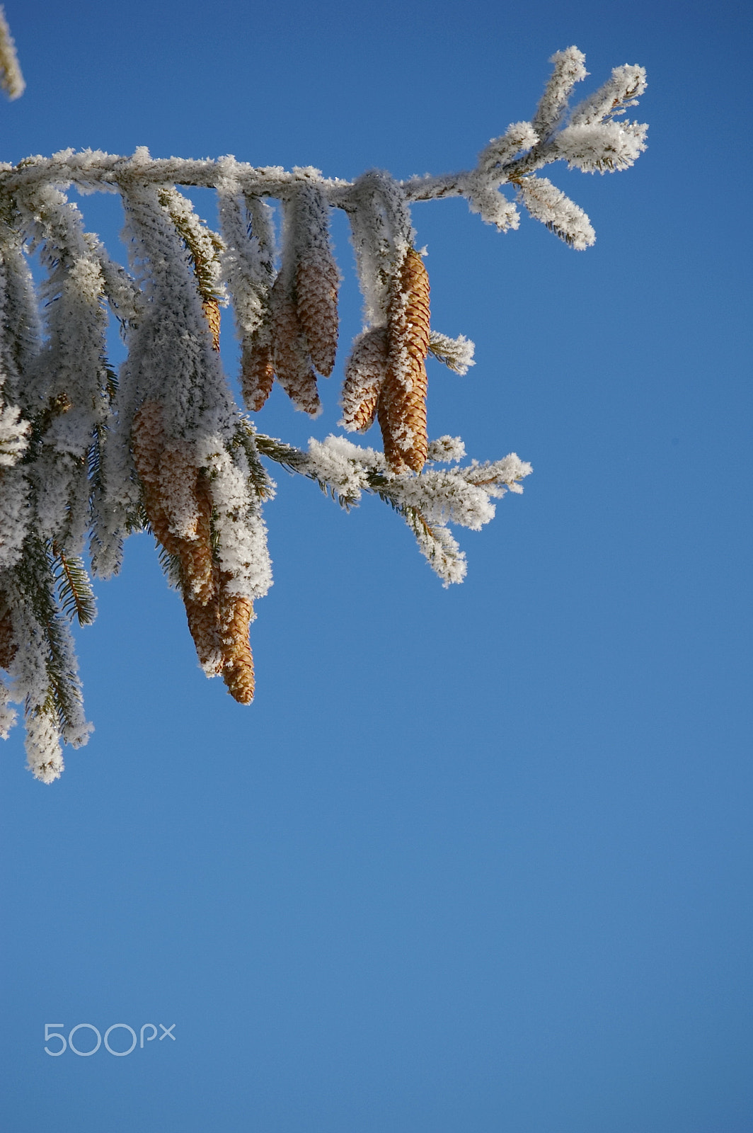 Pentax K100D Super + Pentax smc DA 50-200mm F4-5.6 ED sample photo. Fir cone photography