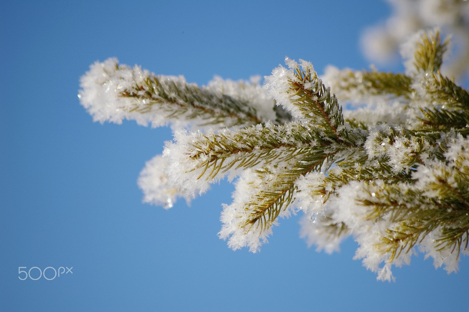 Pentax K100D Super + Pentax smc DA 50-200mm F4-5.6 ED sample photo. Hoarfrost photography